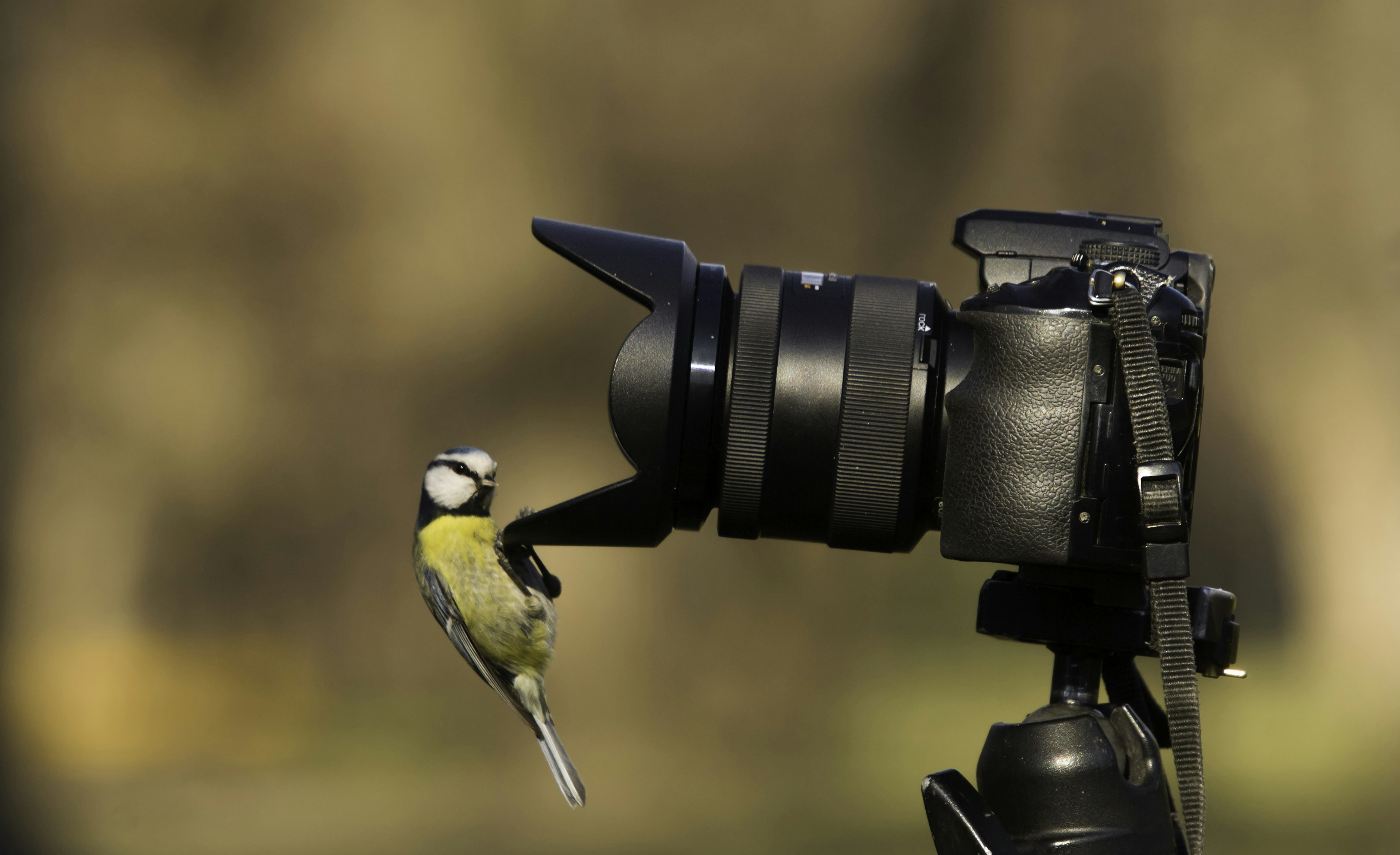 A curious blue tit perched on a lens hood and looking into an SLR camera lens.