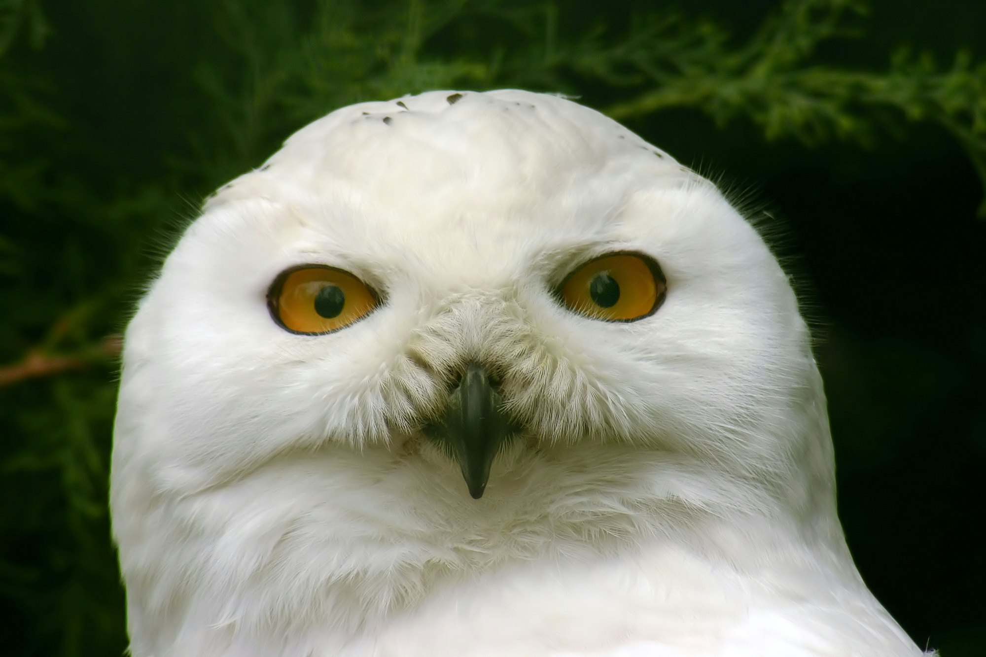 Head of a snow owl.