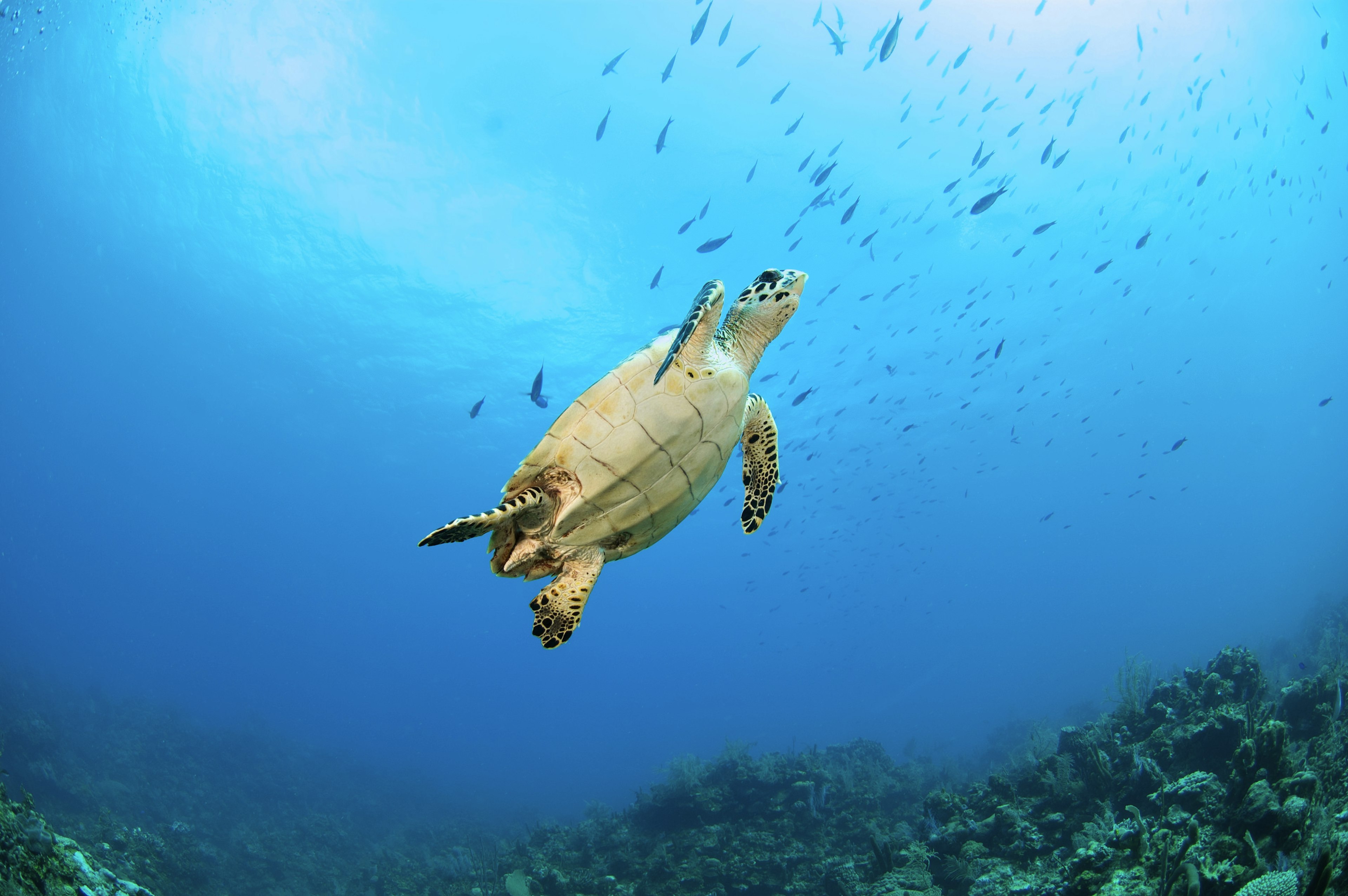 Turtle underwater, Florida, USA.