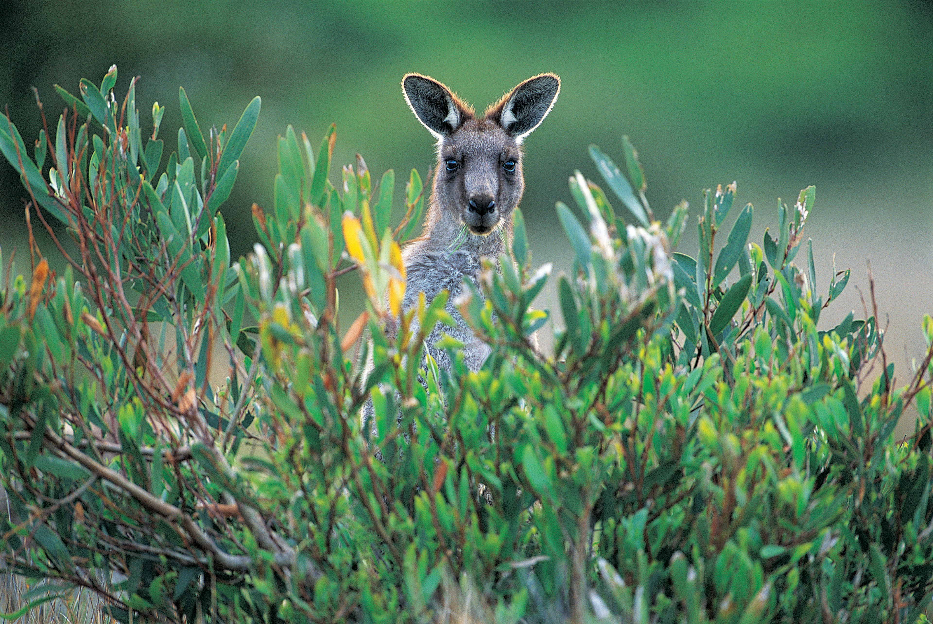 Eastern Grey Kangaroo (Macropus giganteus), Wilsons Promontory National Park, Victoria, Australia