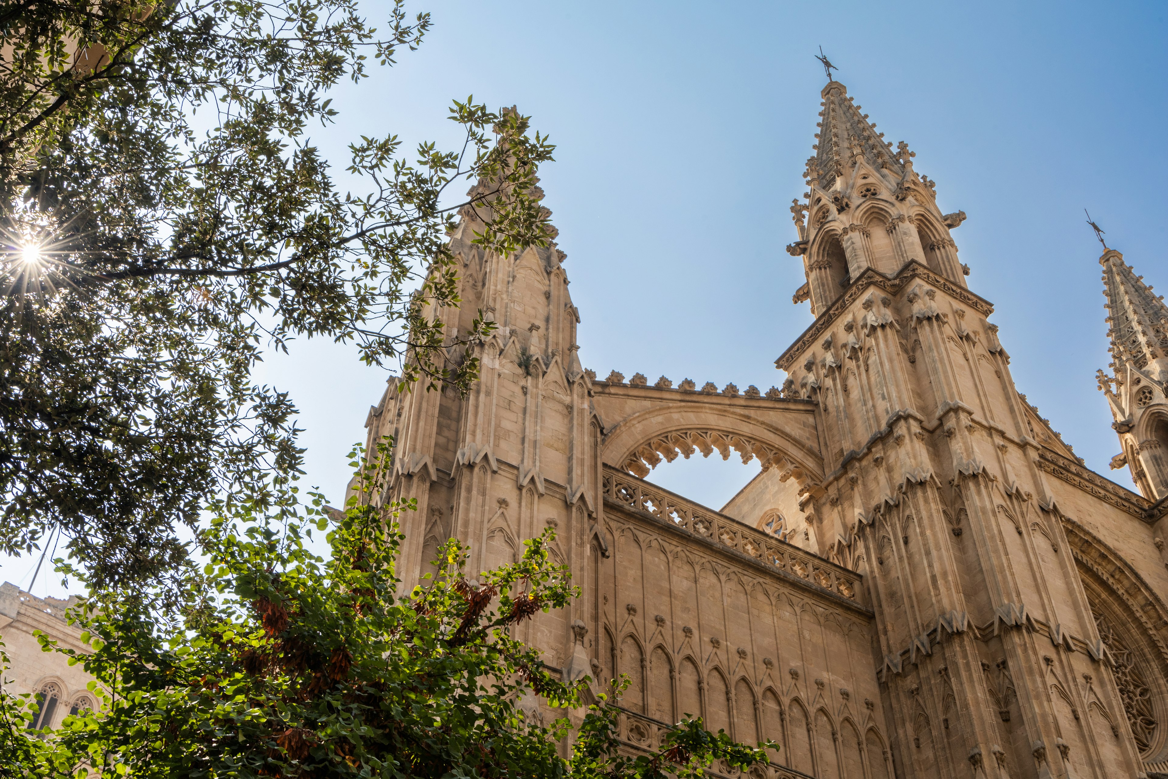 A stunning view of the towering spires of Palma Cathedral, known as La Seu, bathed in sunlight through a surrounding canopy of trees.