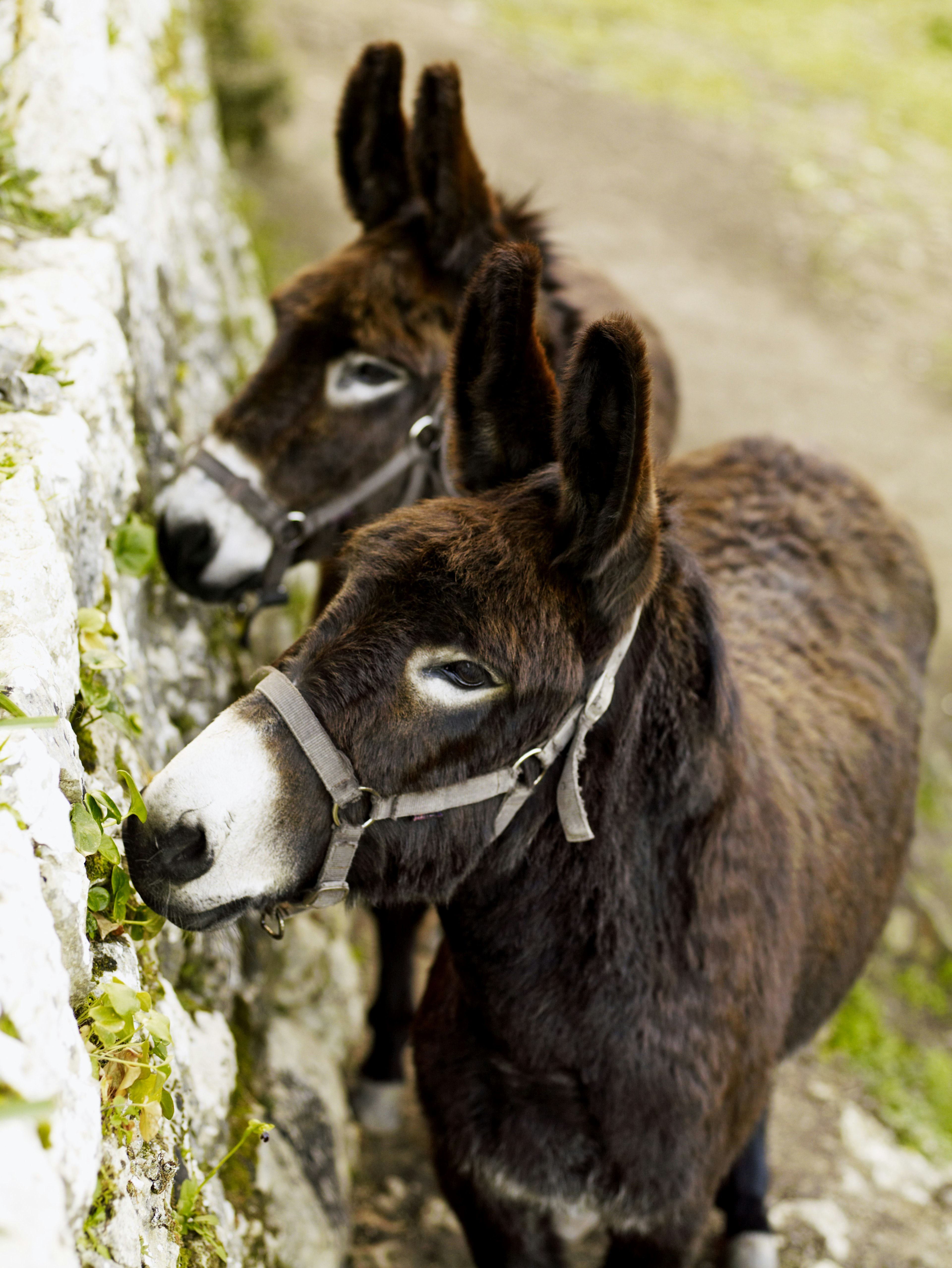 Mallorcan donkeys feeding on vegetation growing on a stone wall.