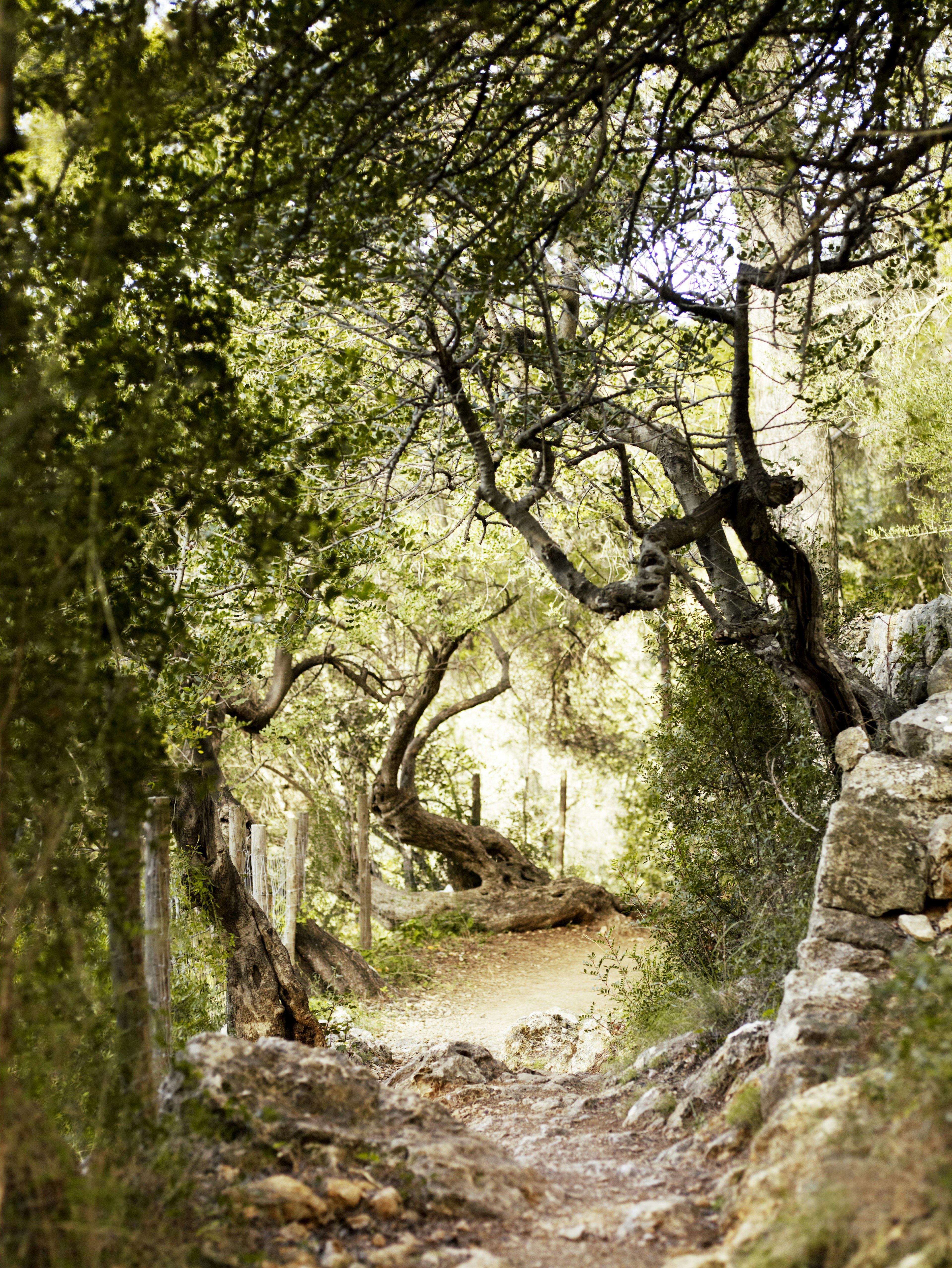 Path through woods from Fornalutx to Soller.