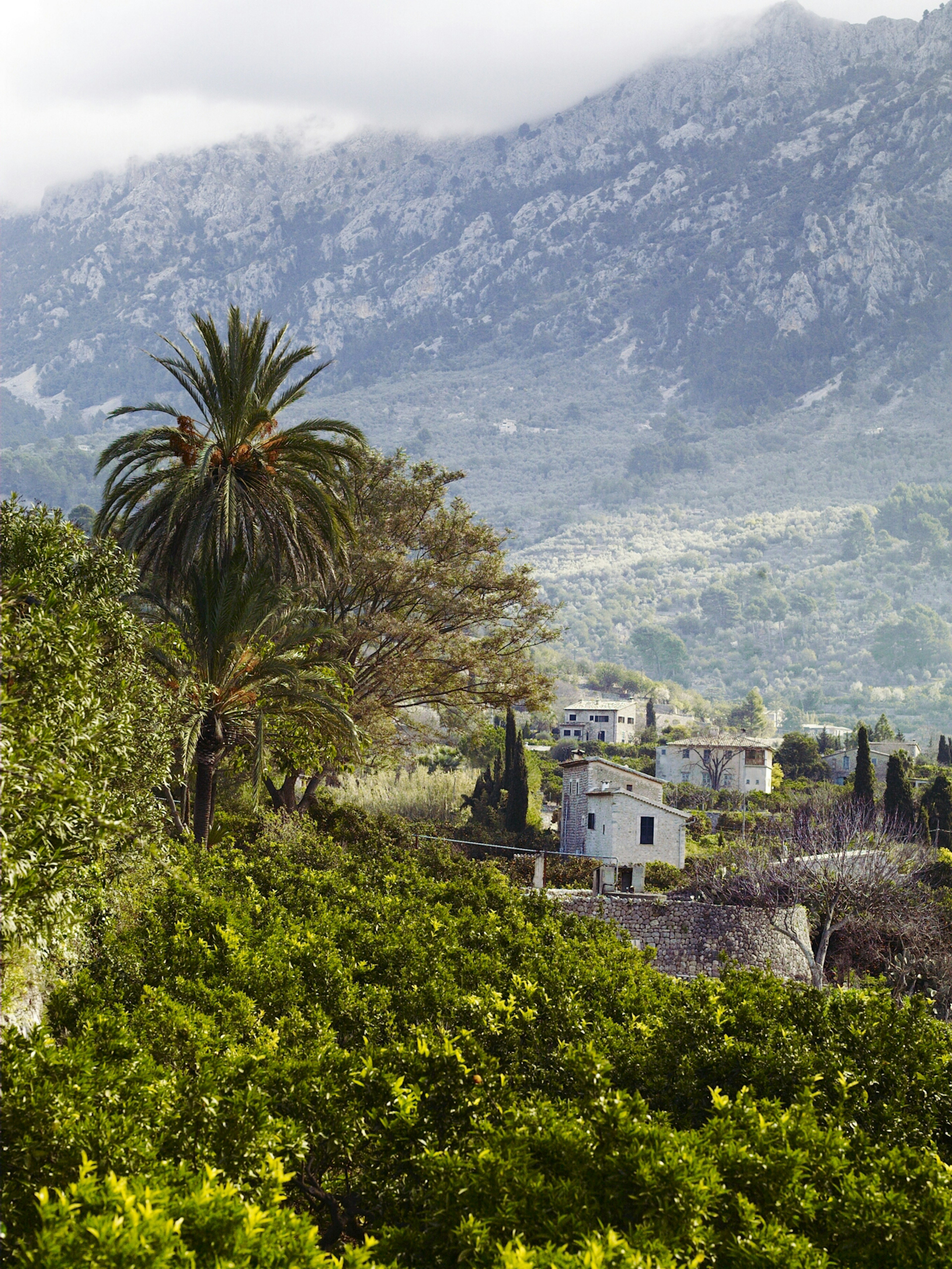 Palms among the orchards in the lower reaches of the mountains