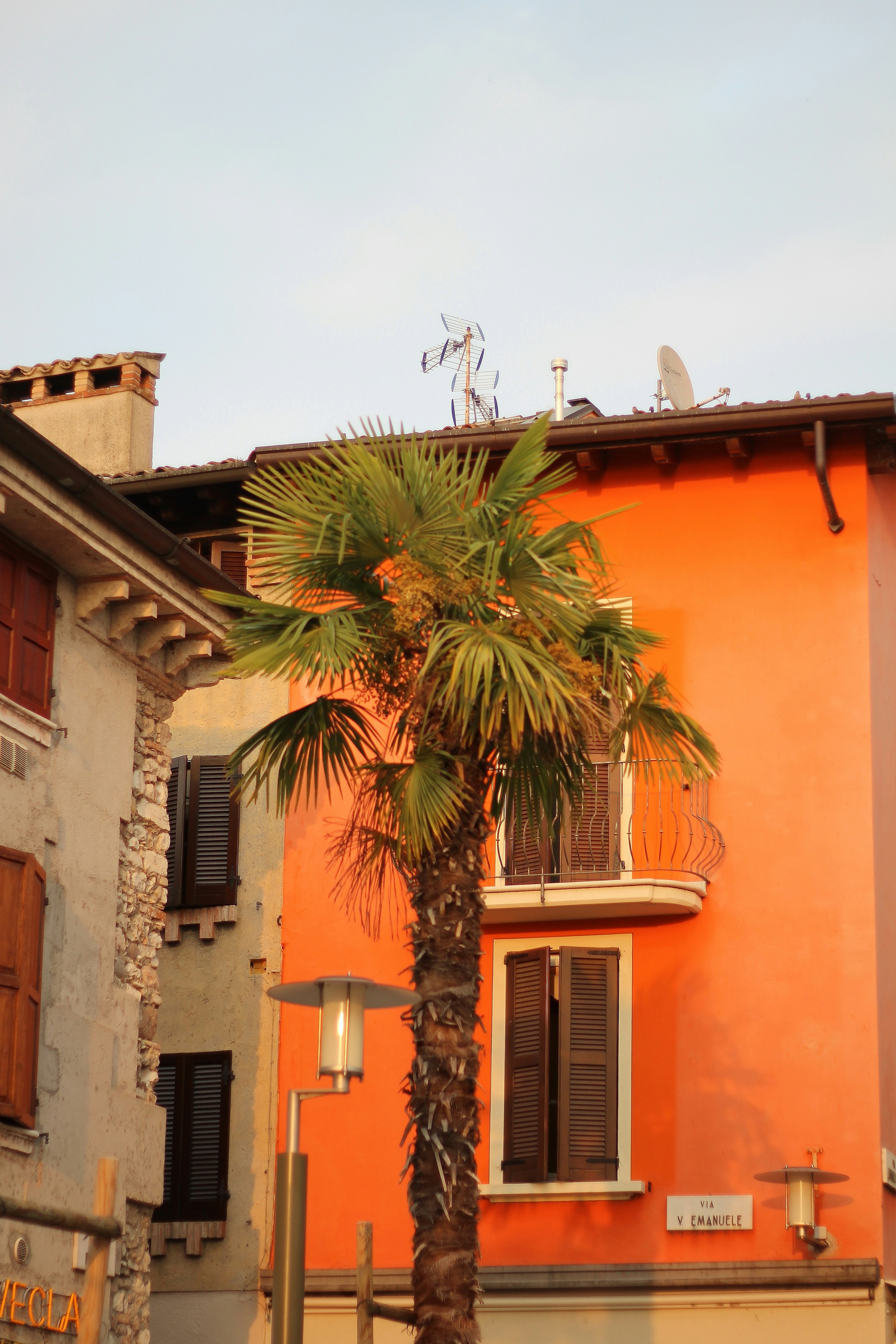 Palm against orange shuttered wall.