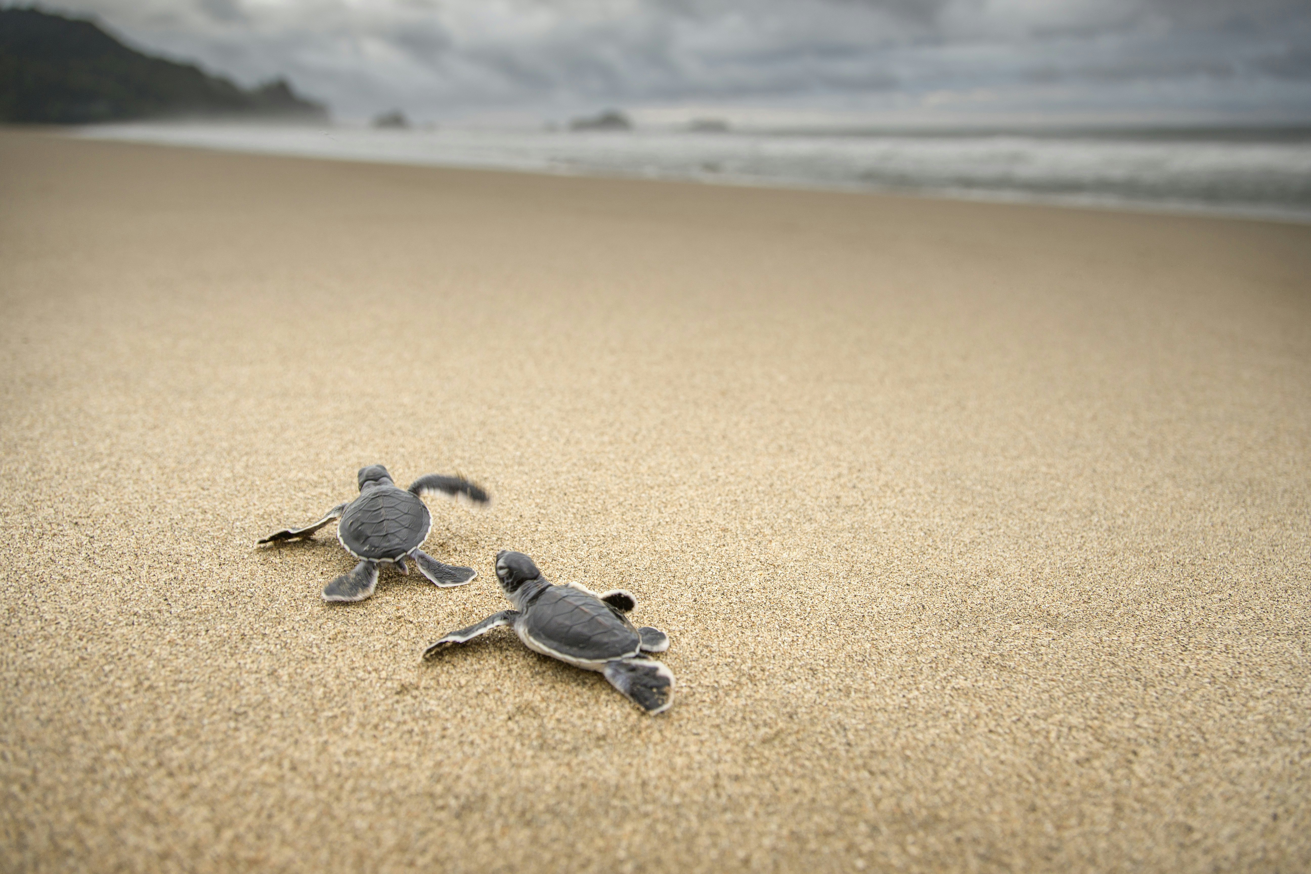 Two tiny hatchling turtles scamper along a sandy beach towards the distant ocean