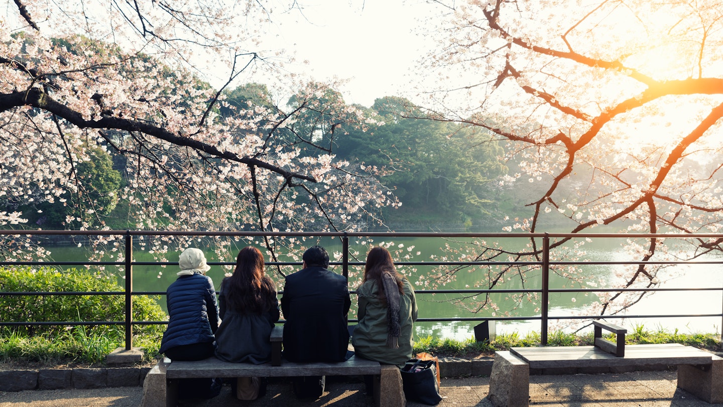 Cherry blossom flowers in garden with many people at Tokyo, Japan.  License Type: media  Download Time: 2022-04-19T10:32:43.000Z  User: clairenaylor  Is Editorial: No  purchase_order: