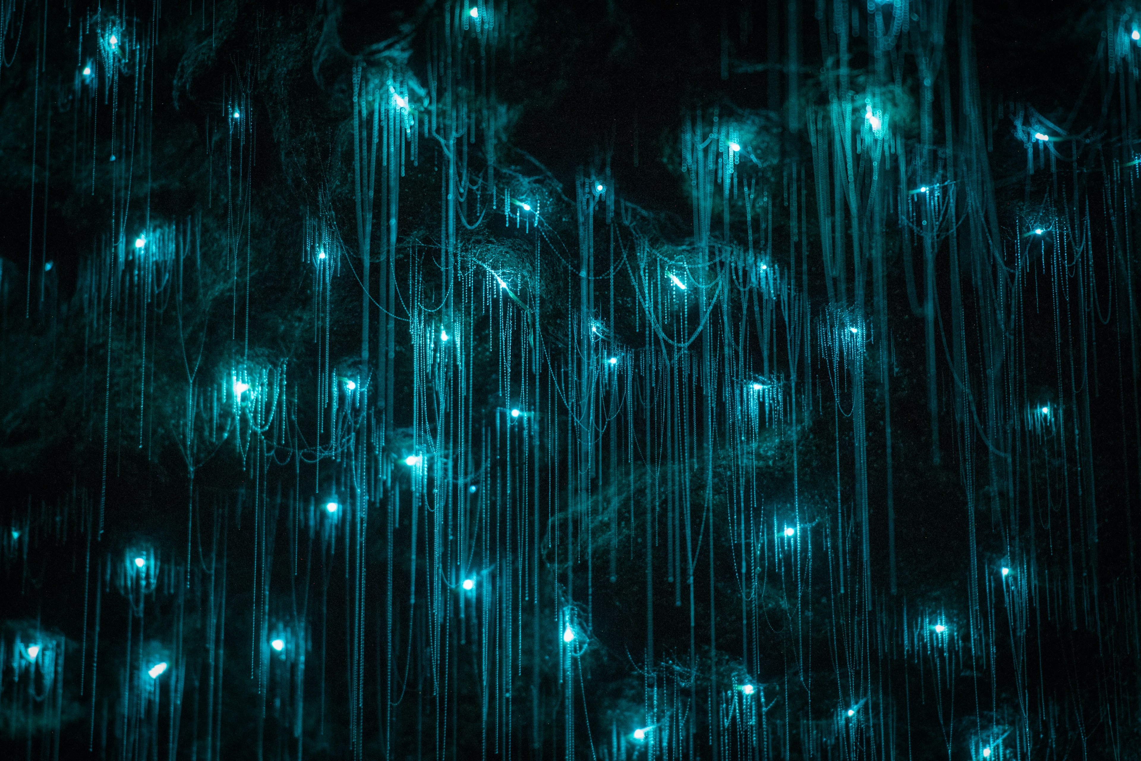 Long strands of blue light from glowworms seems to drip from the top of a cave.