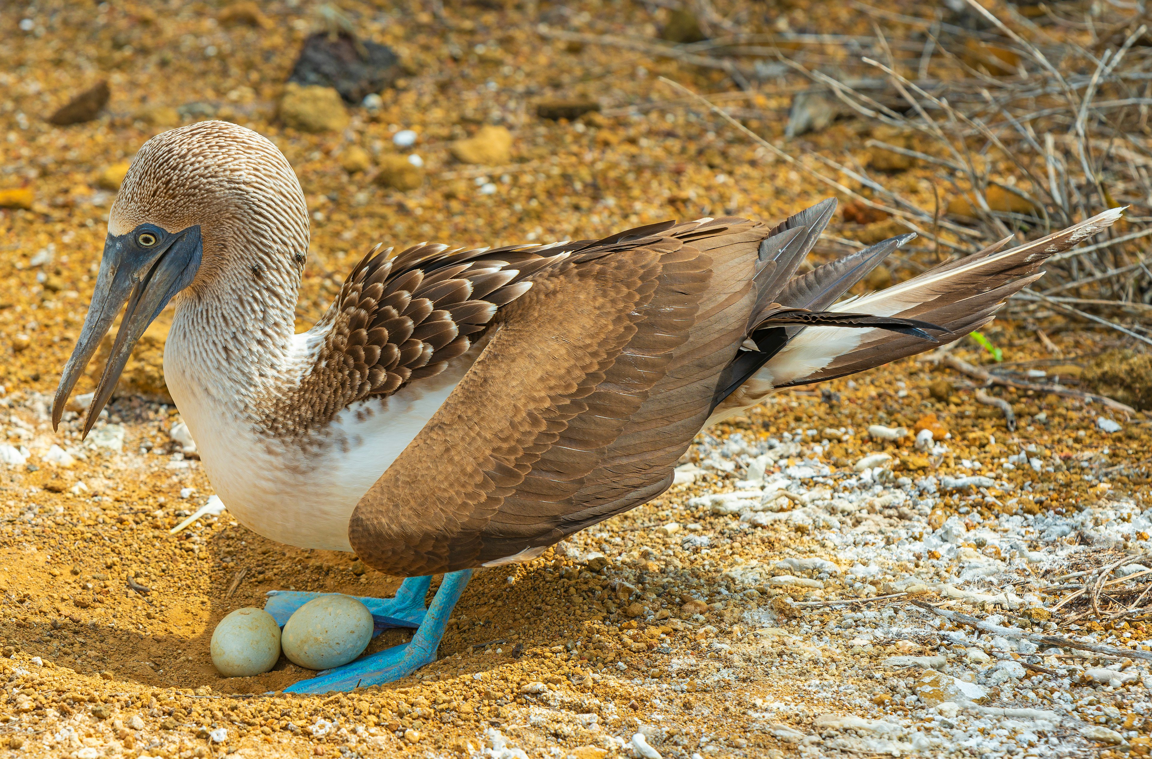 A blue-footed booby (sula nebouxii) brooding two eggs in nest by Punta Pitt, San Cristóbal Island, Galapagos islands National Park, Ecuador