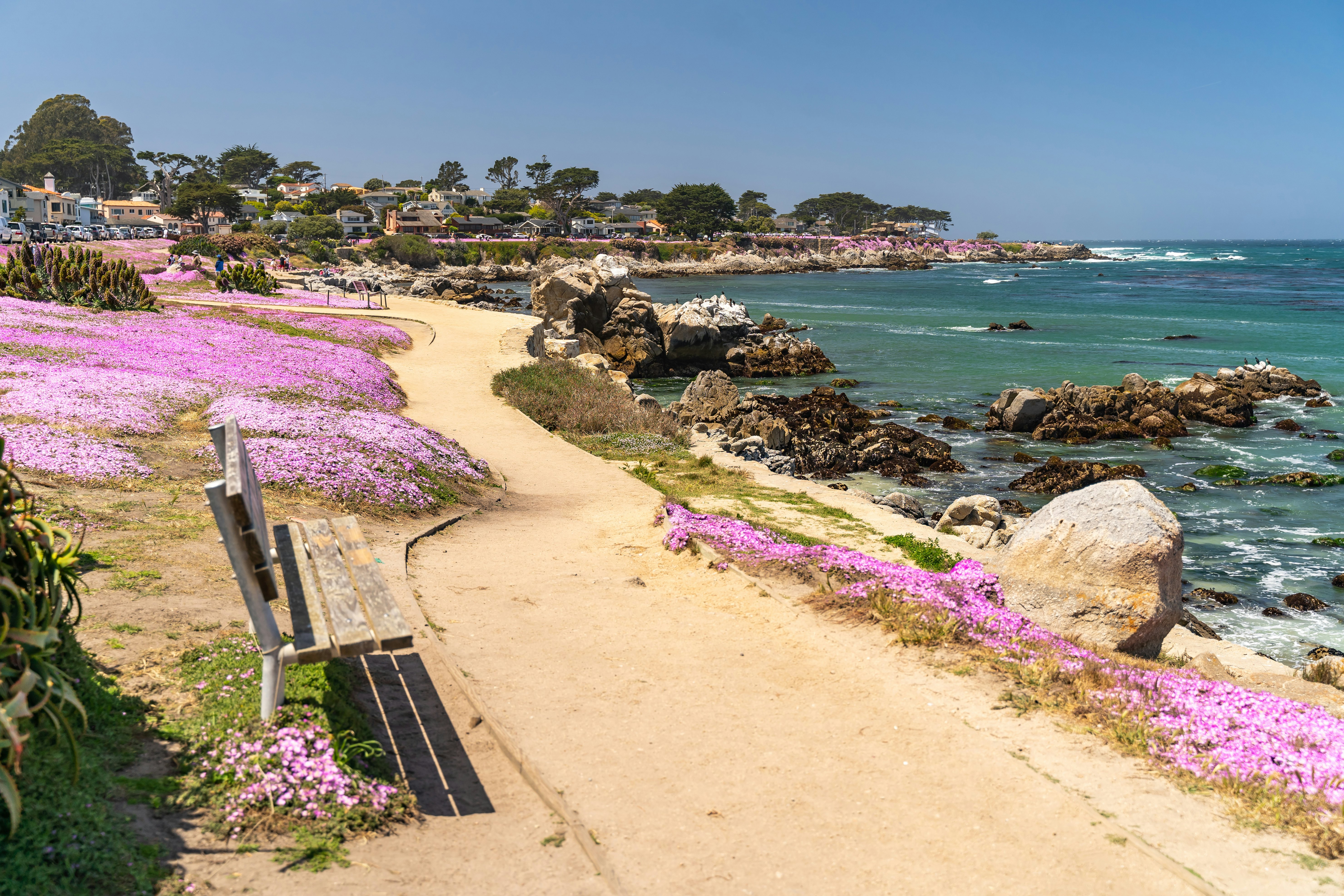 A scenic pathway with blooming purple flowers along a rocky coastline