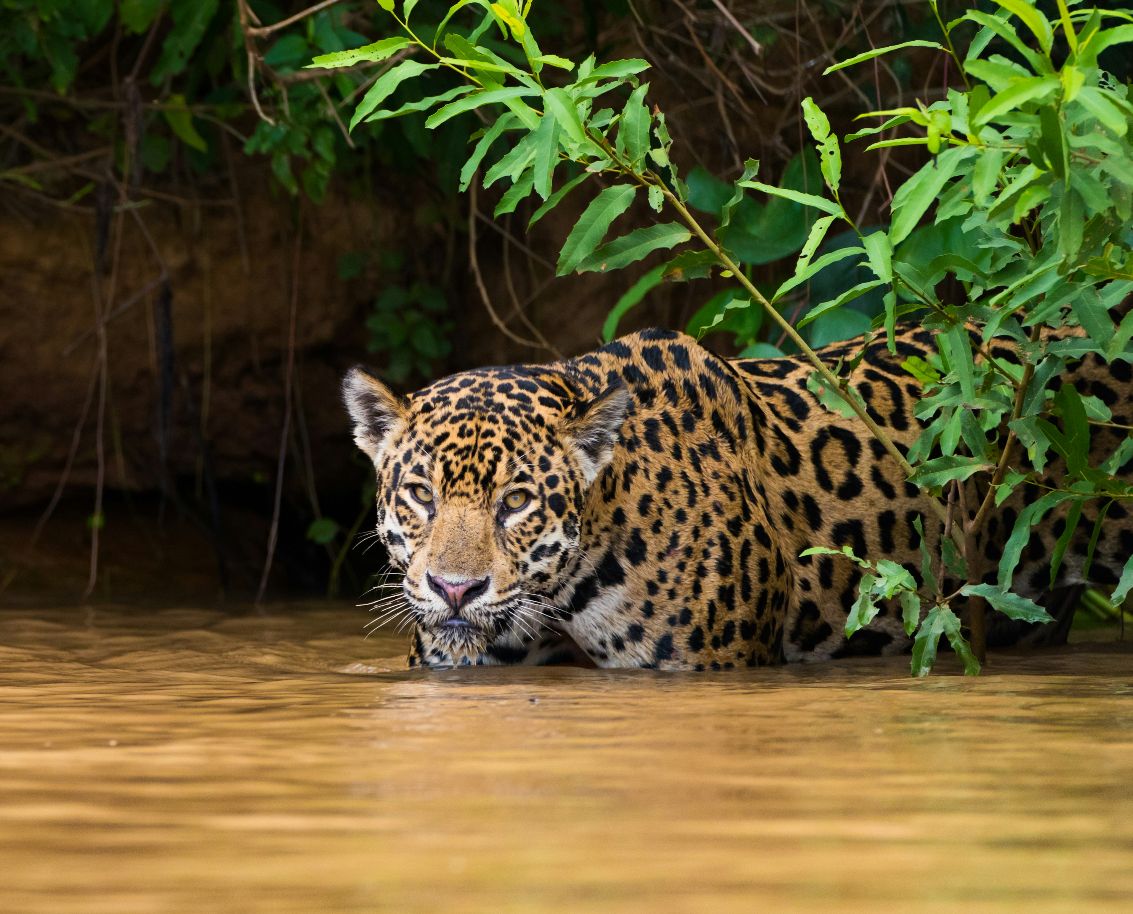 Jaguar in the Pantanal, Brazil