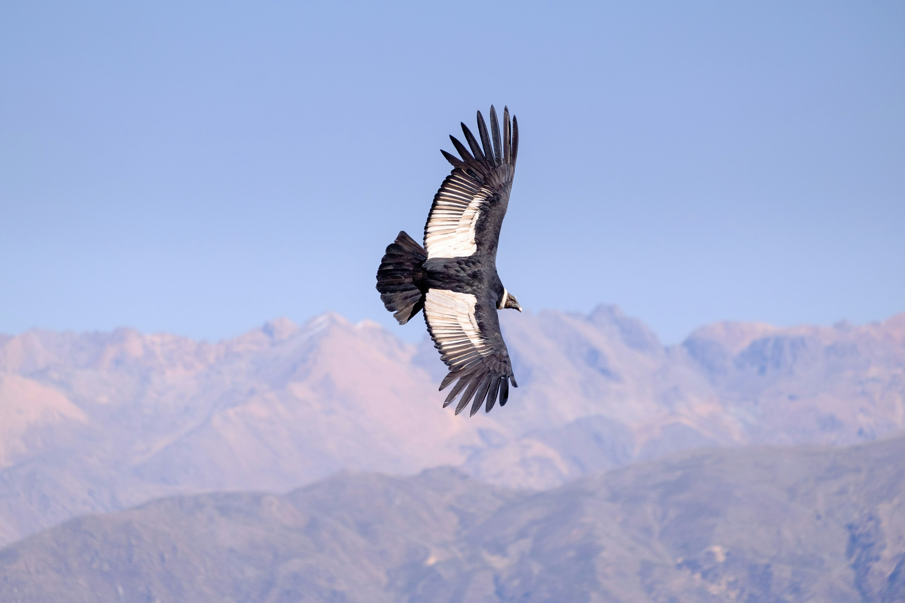 A large condor, a bird of prey with a huge wing span, flying above a canyon