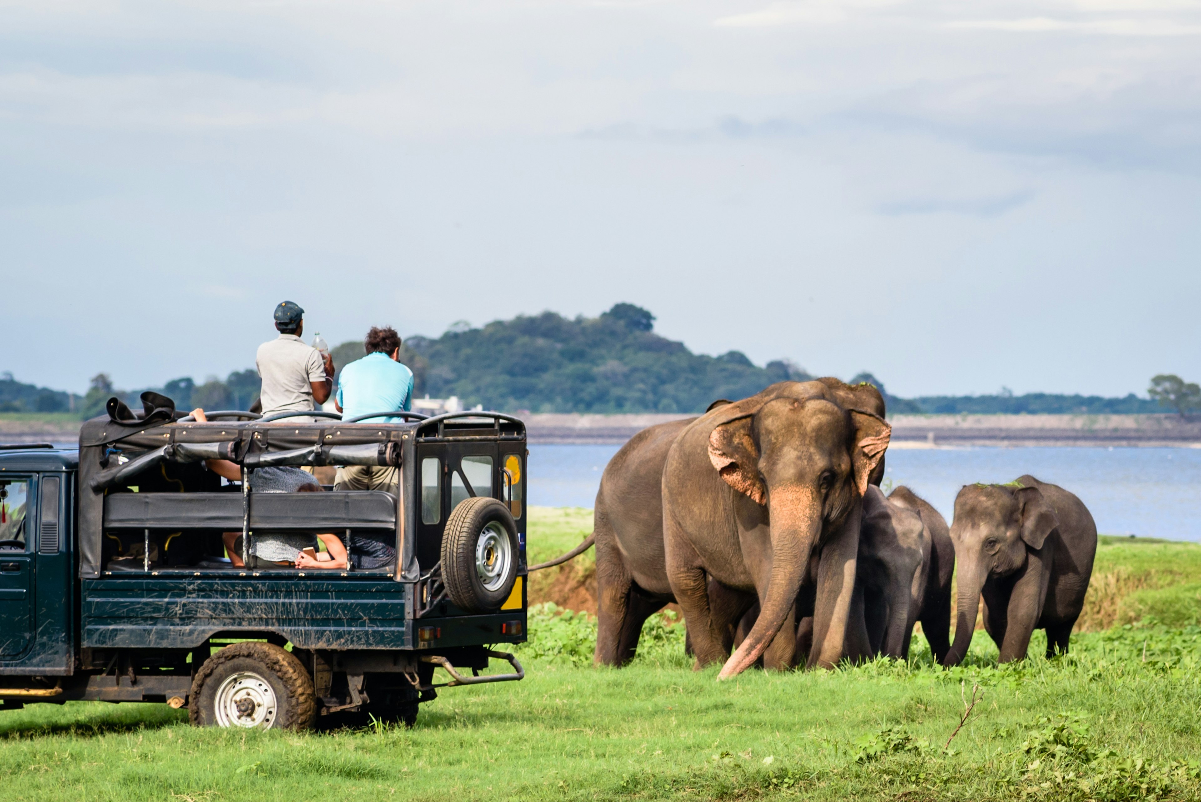 People in the back of a Land Rover watch a family of Asian elephants on a grassy riverbank