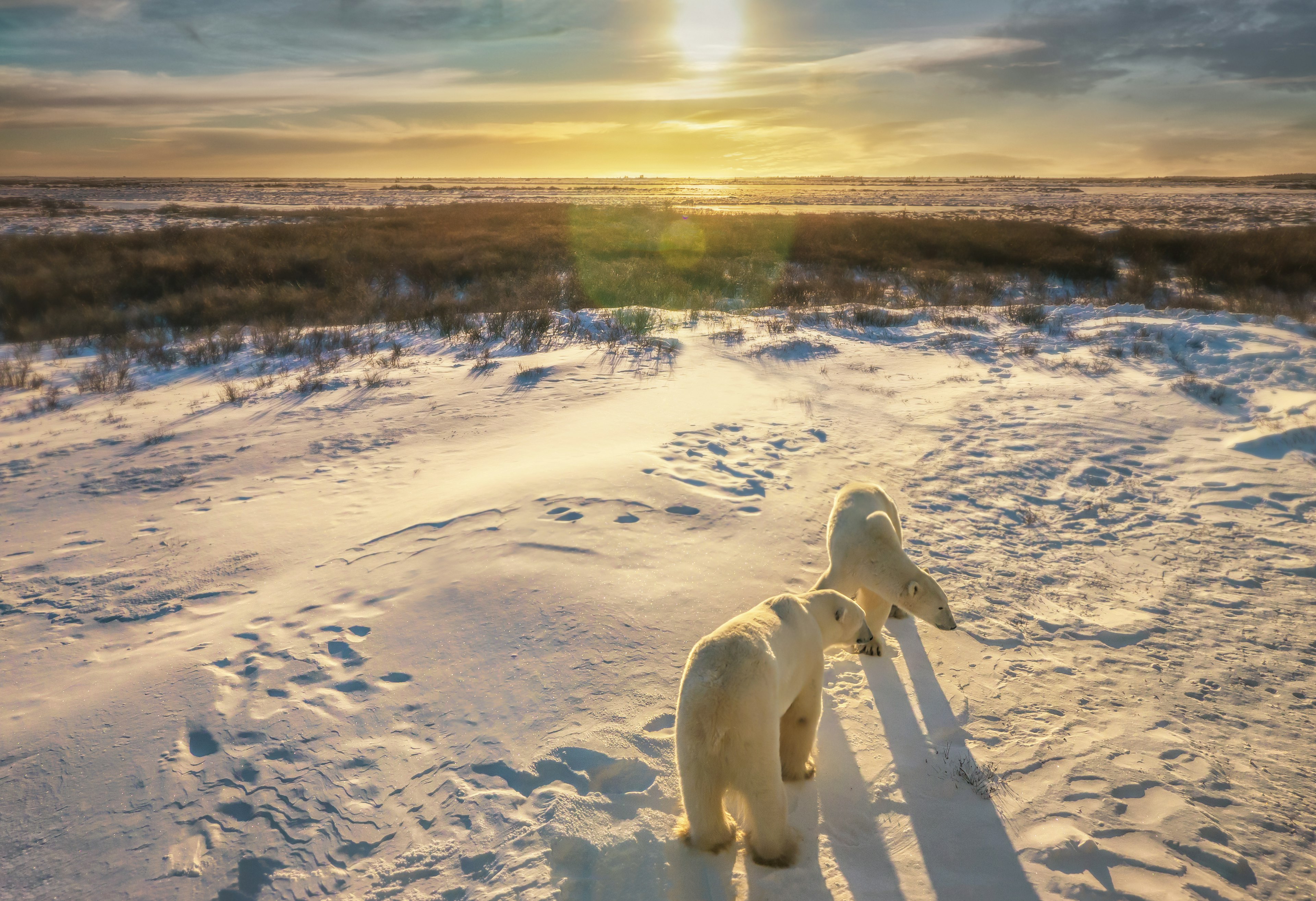 Two adult polar bears together in their natural Arctic snowy tundra habitat, as the sunrise casts golden light on the wide landscape scene.