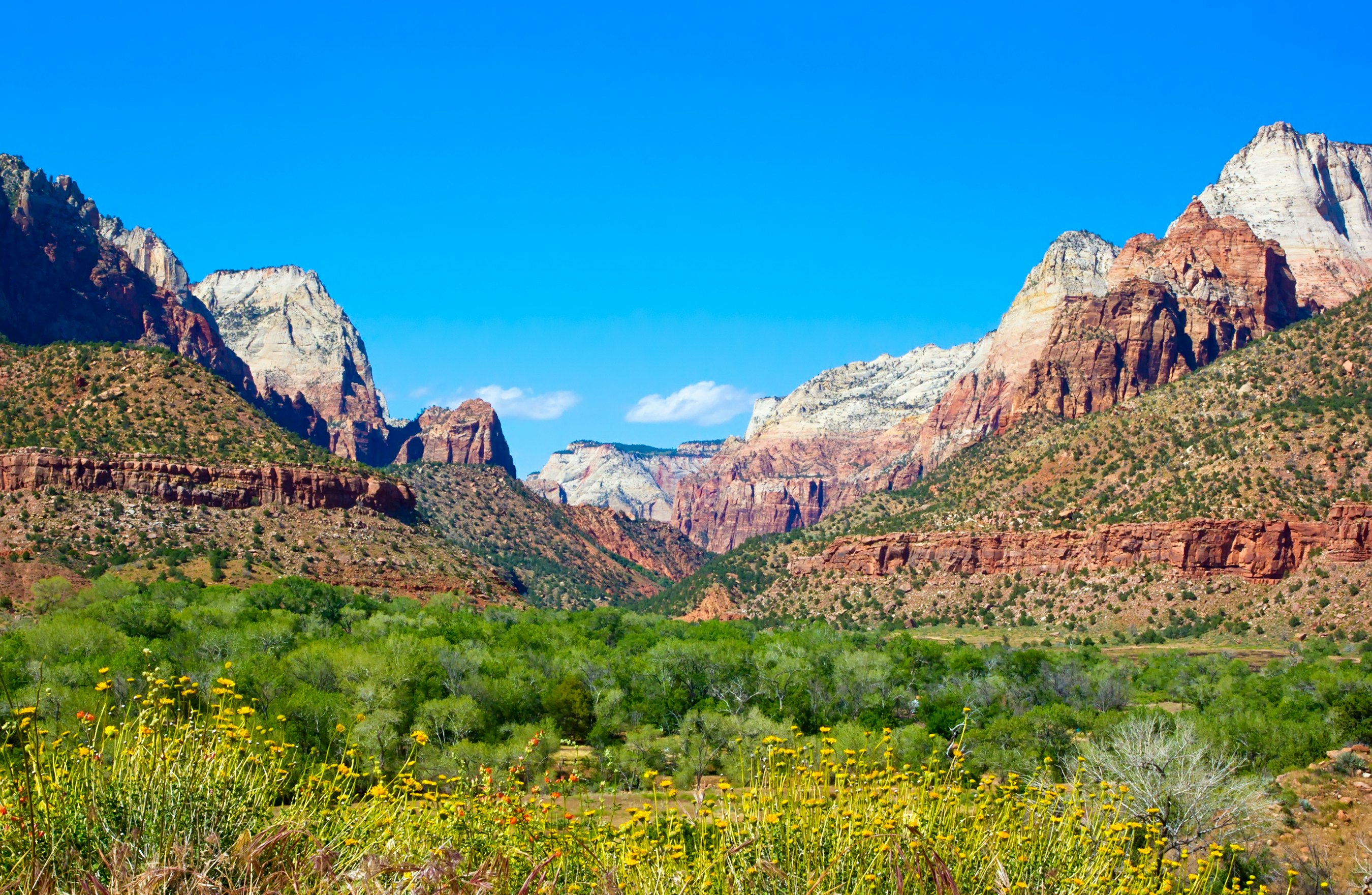 Yellow wildflowers dot the landscape of jagged red rock mountains under a bright blue sky