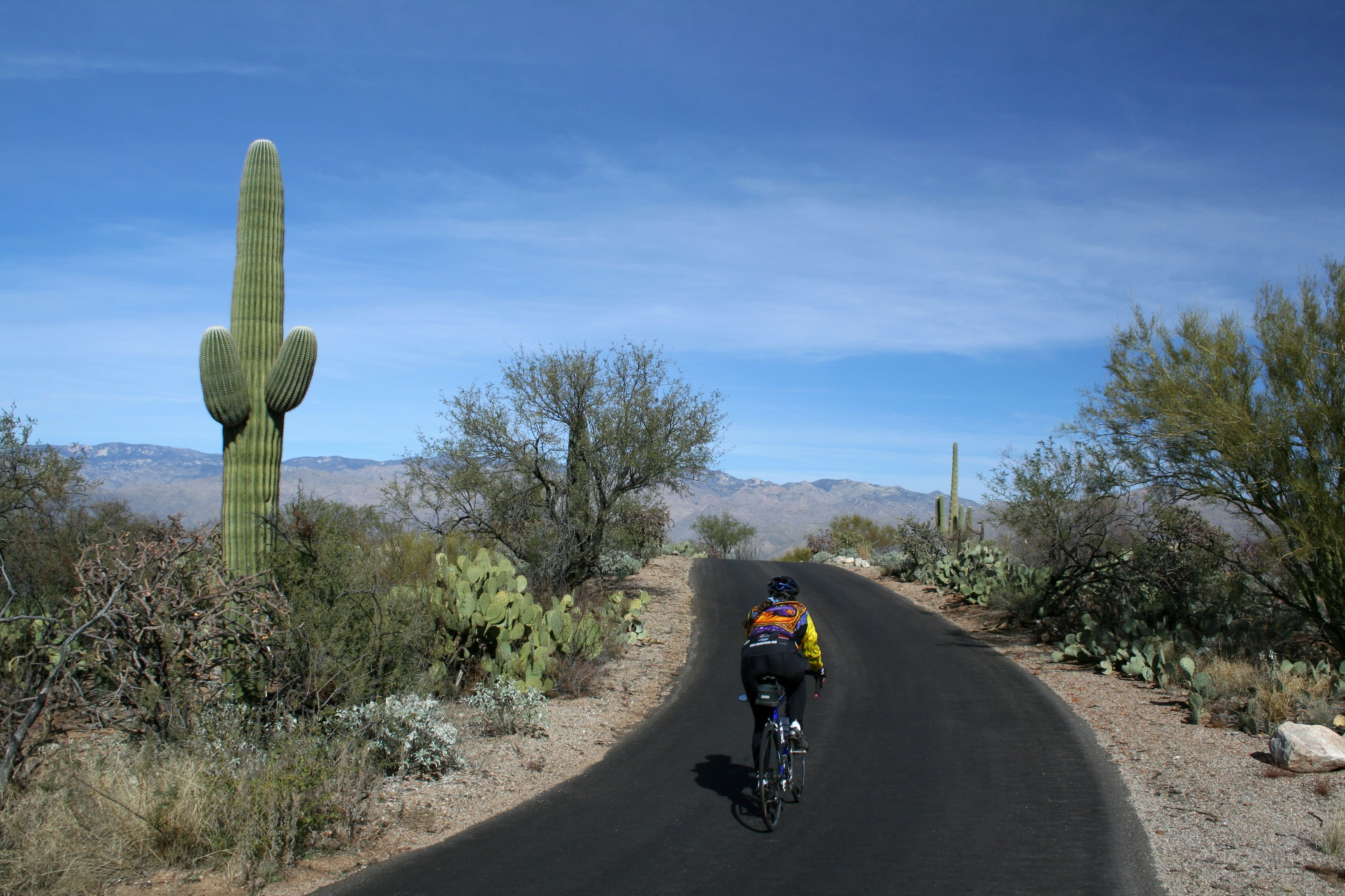 A cyclist pedals along a paved road through cacti fields