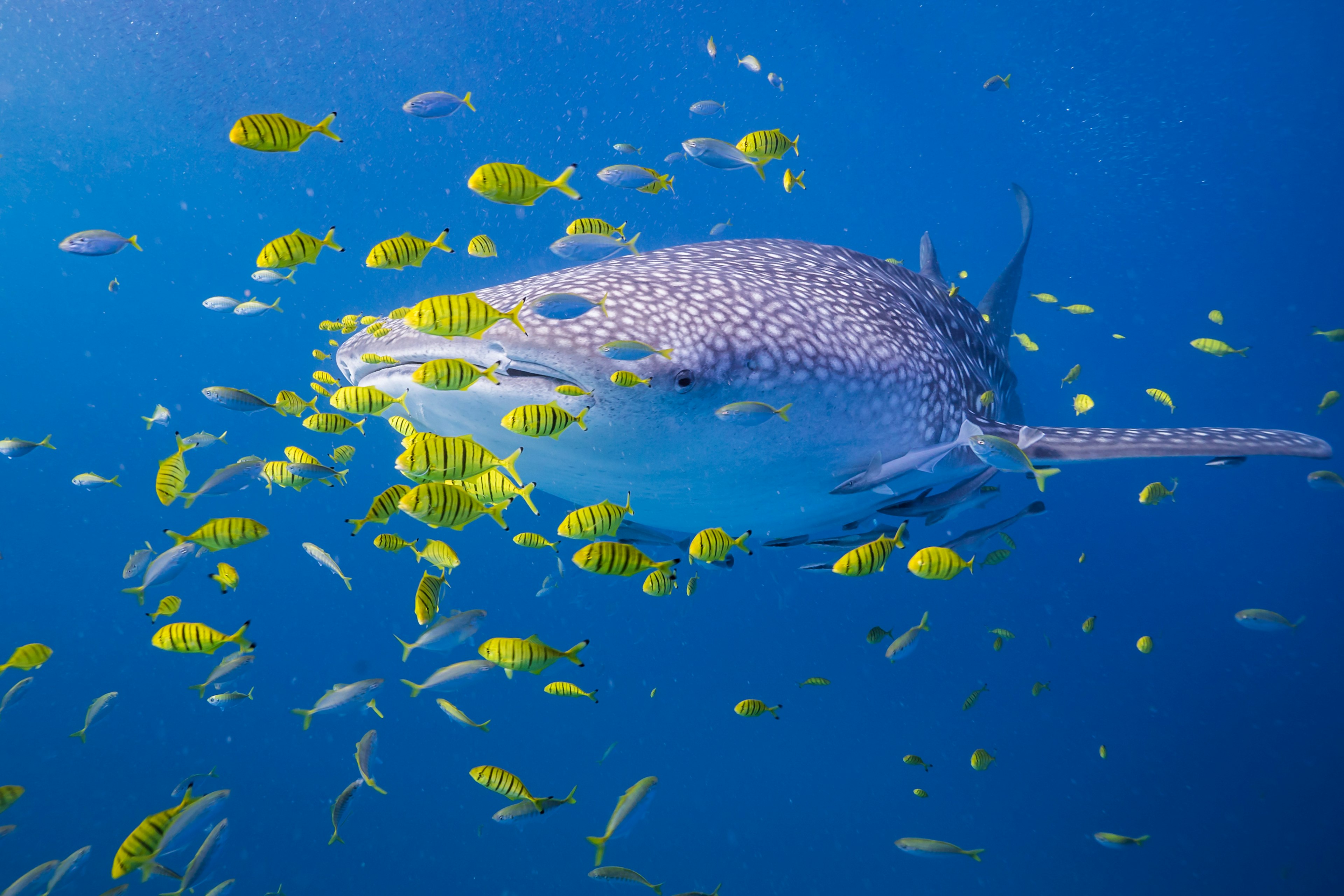 Whale sharks visit the Tanzanian island of Mafia from October to March.