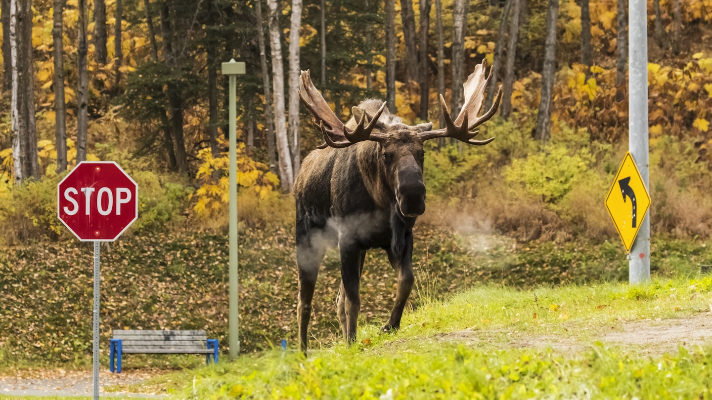 A moose crossing a road near Anchorage, Alaska.