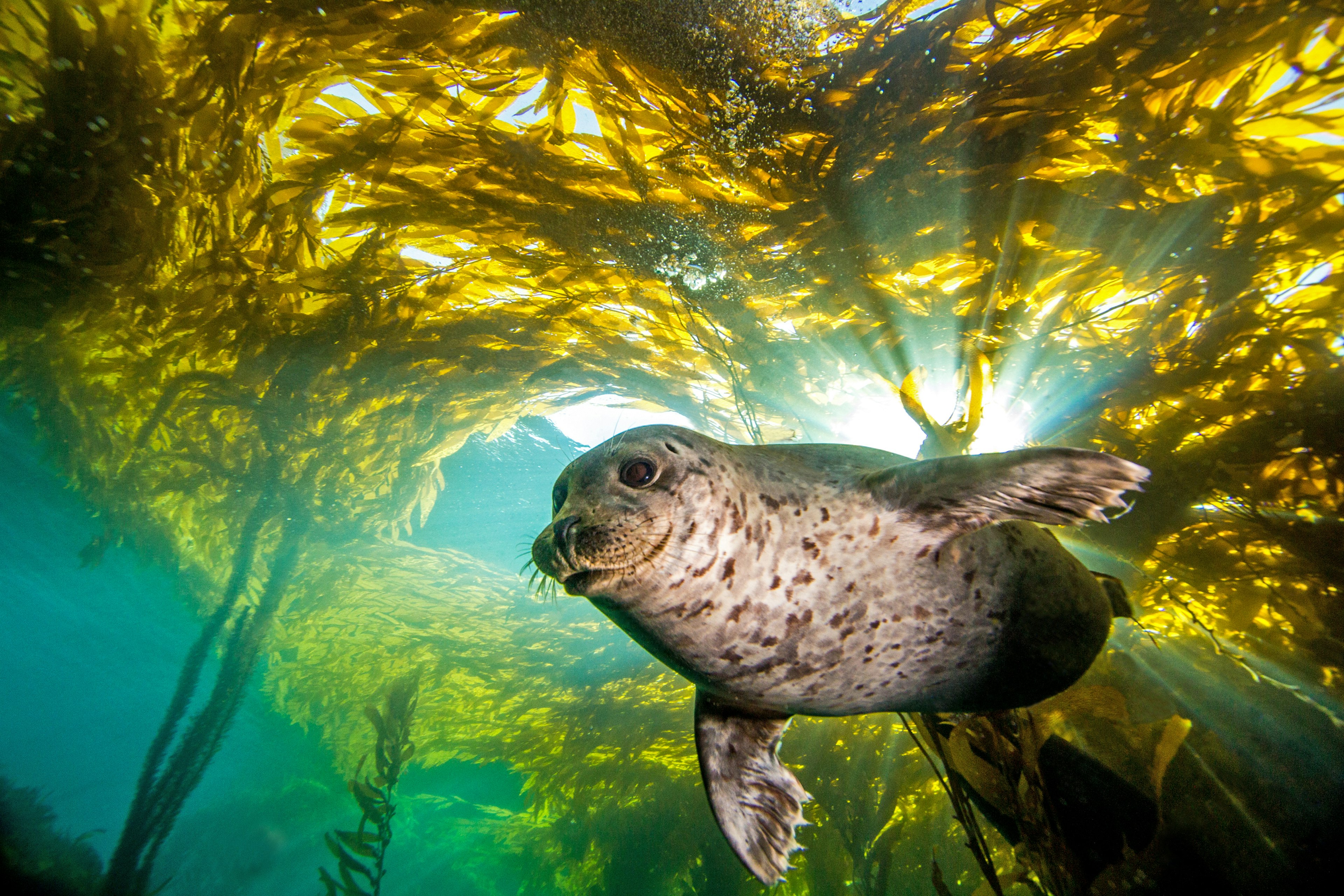 A harbor seal swimming through kelp forests on the west coast of the USA.