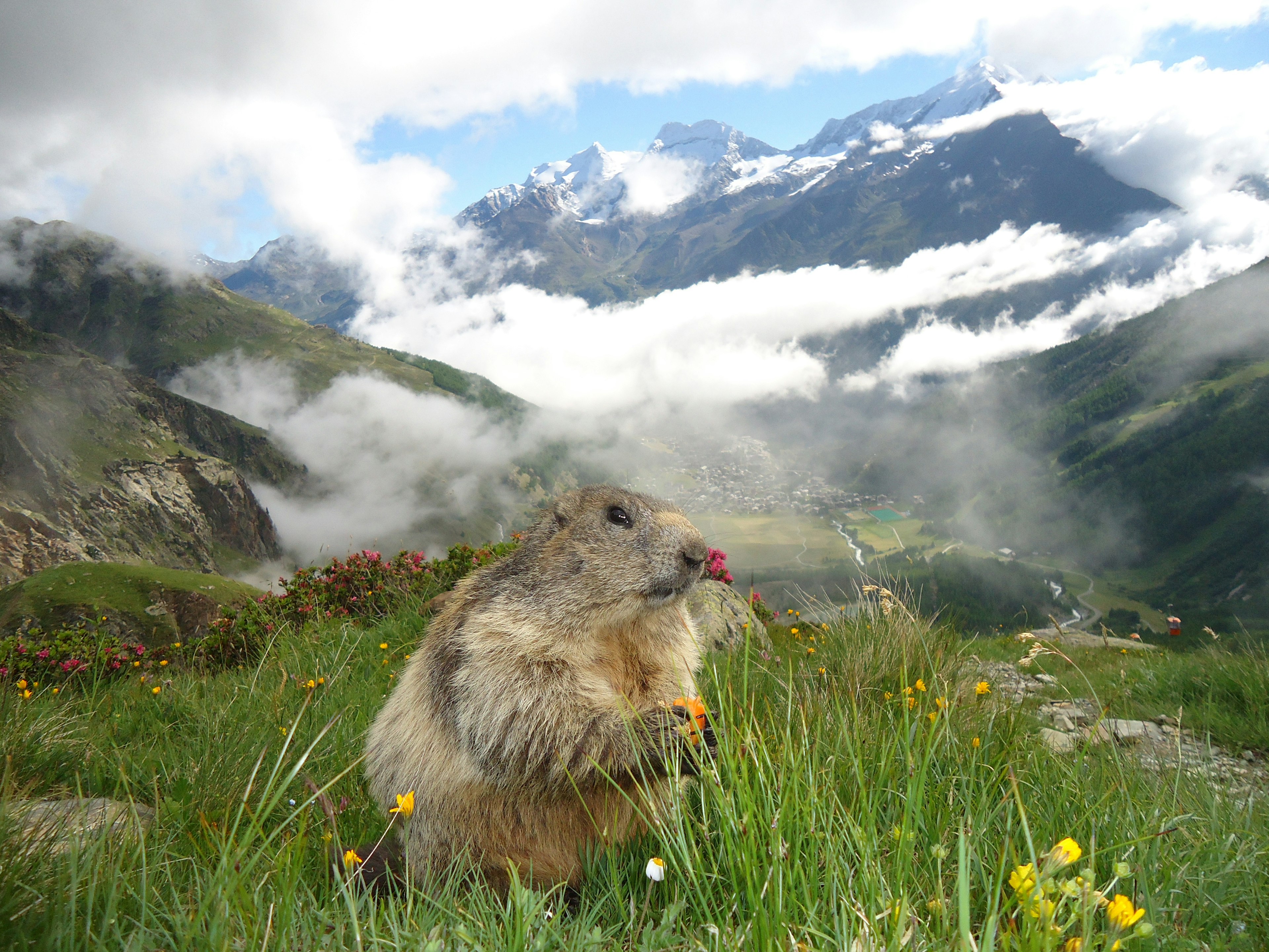 An alpine marmot watching carefully among wildflowers with mountains behind