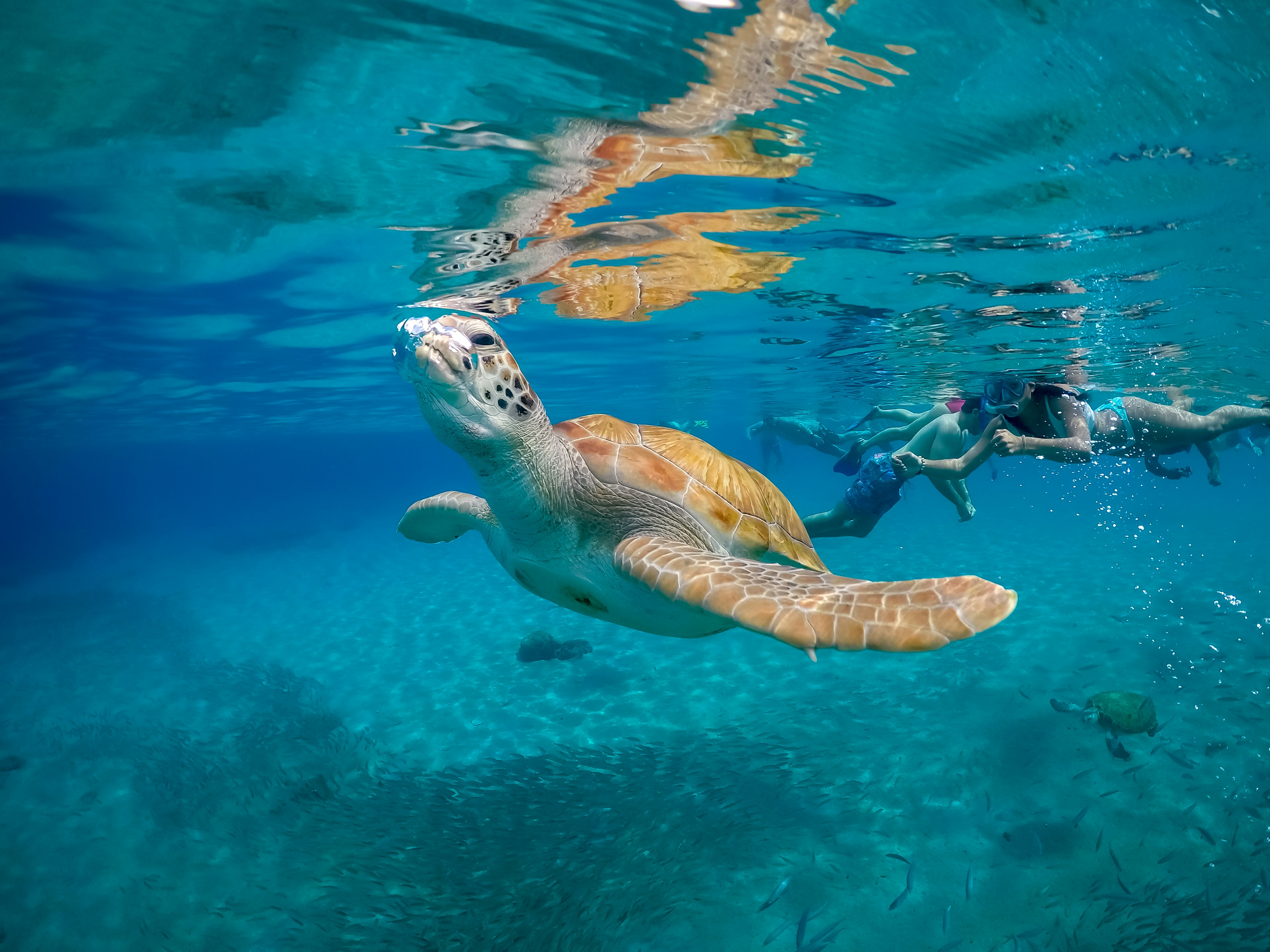 Snorkelers watch on from a distance as a sea turtle swims by in blue water above a shoal of fish