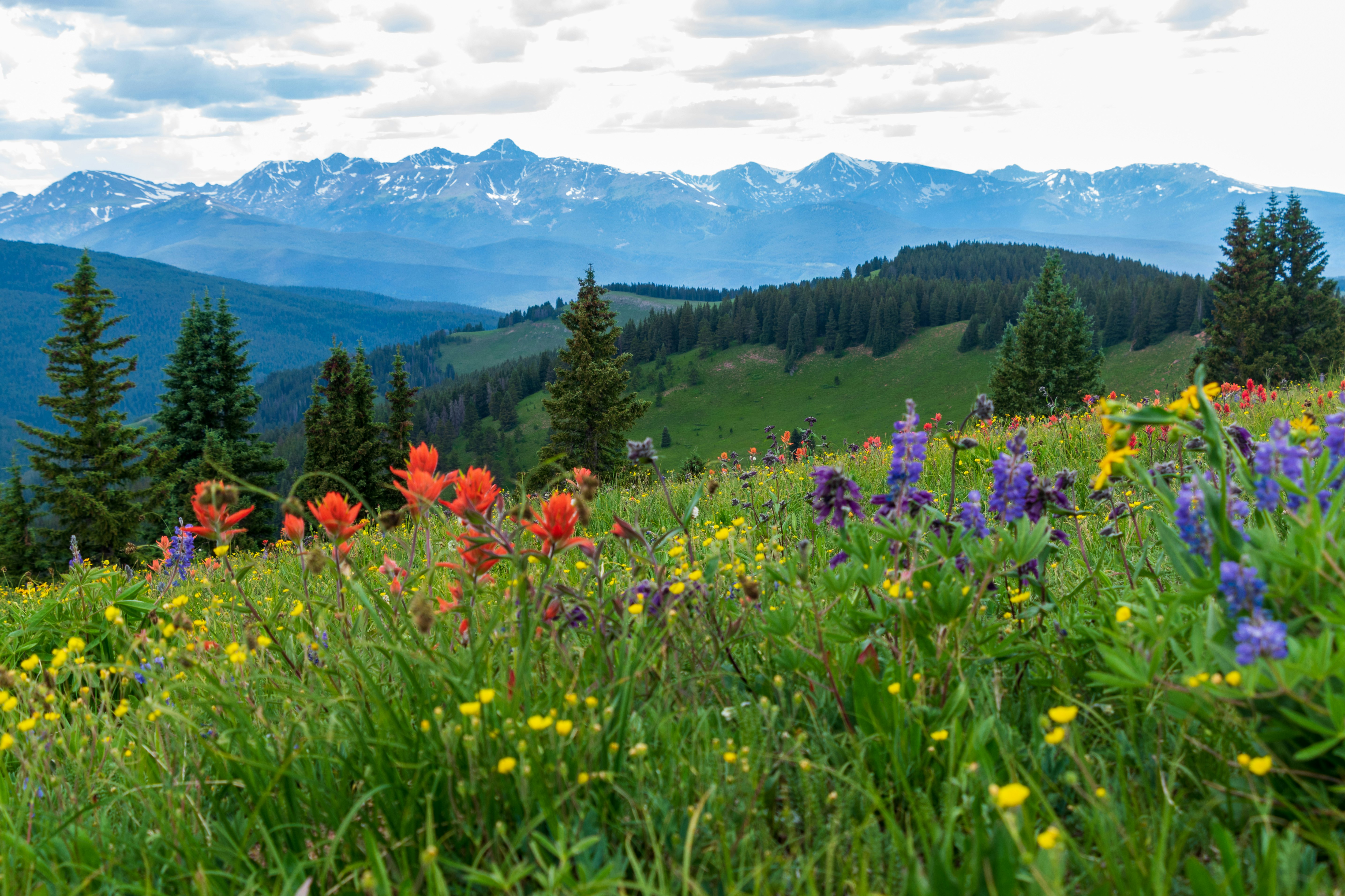 Wildflowers blanket an alpine field