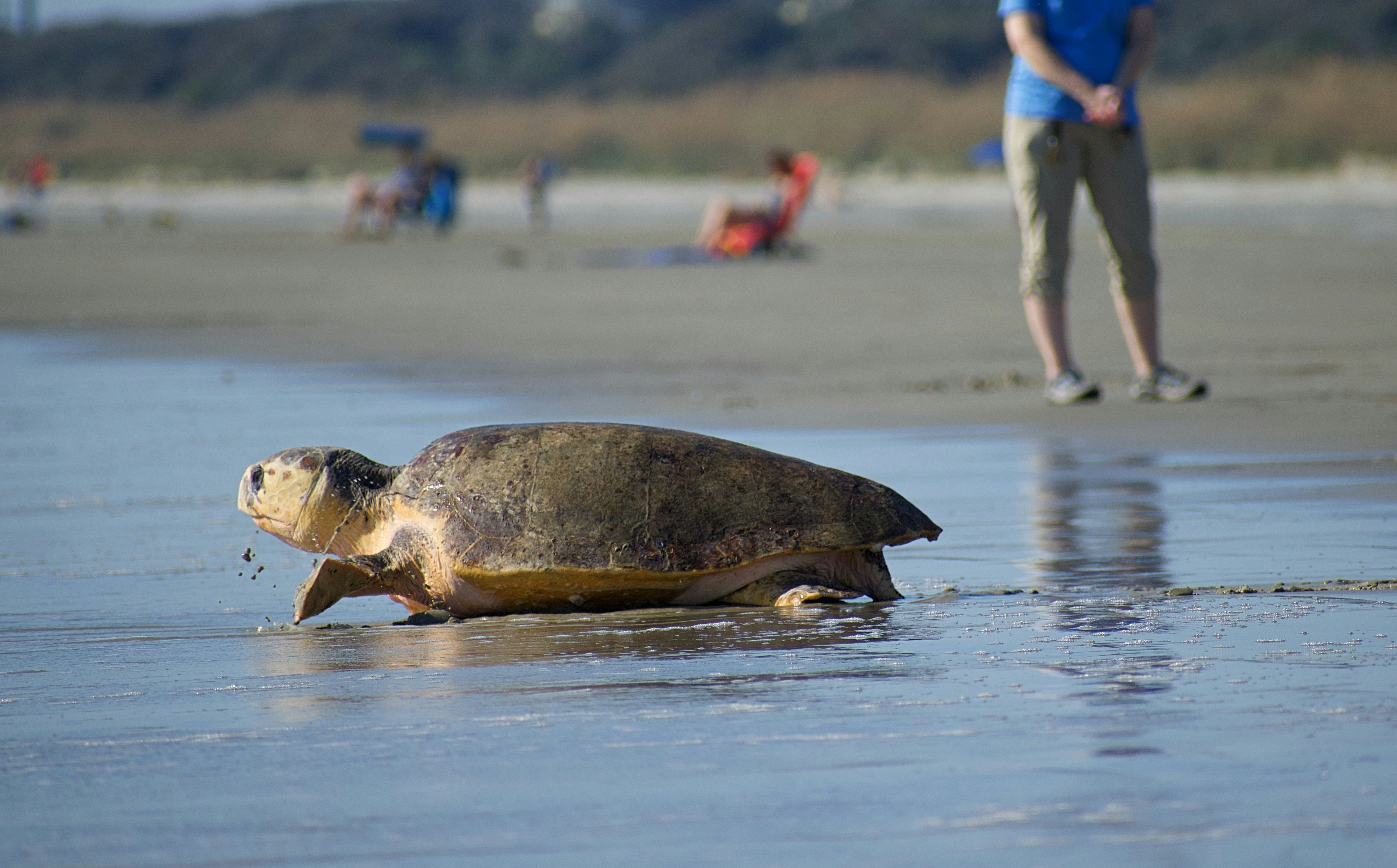 A man stands a safe distance away from a mature loggerhead turtle as it makes its way down a sandy beach and into the ocean.