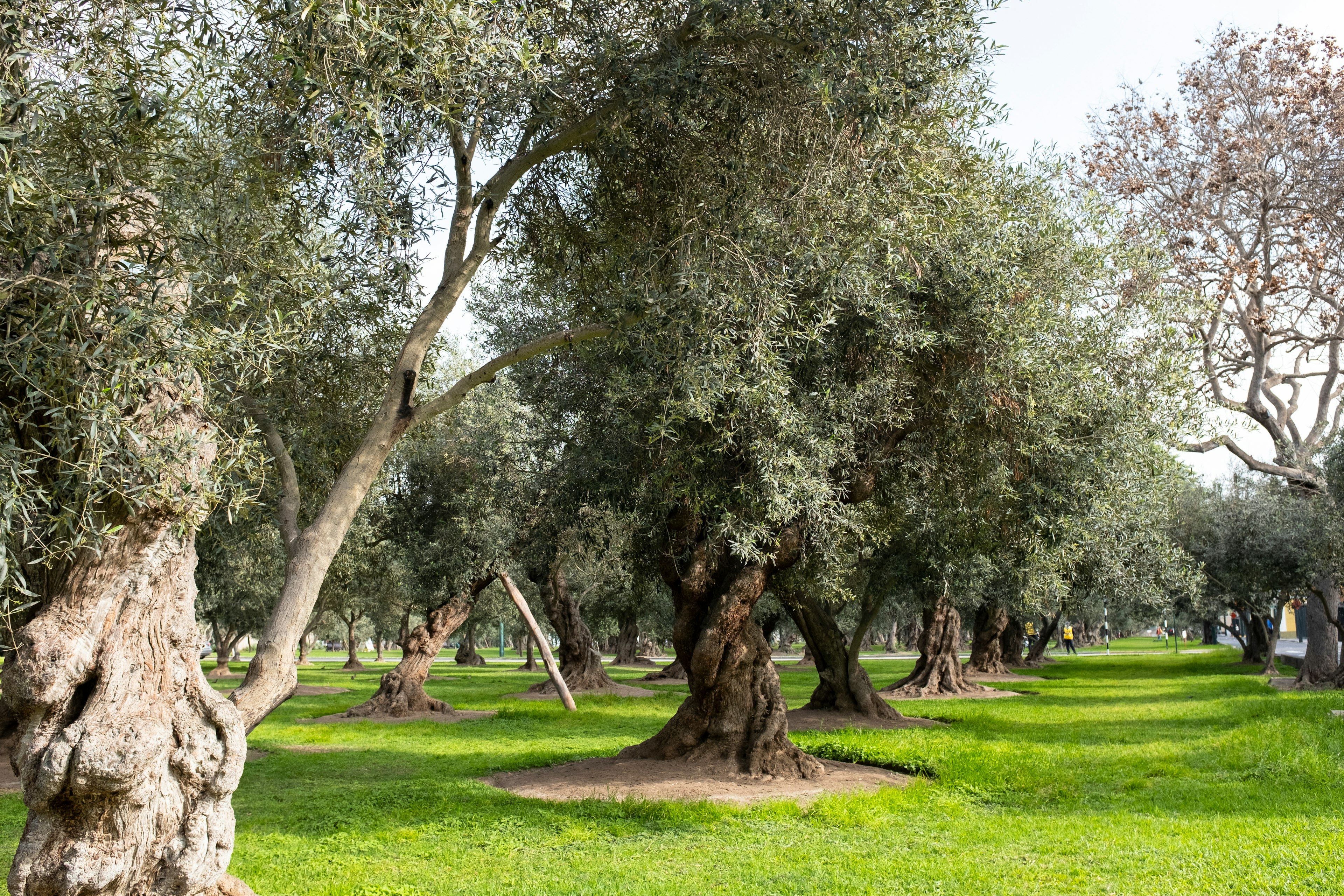 Image of 'Parque el Olivar' Olive Park in Lima Peru. San Isidro district. Forest of old olives open to public.