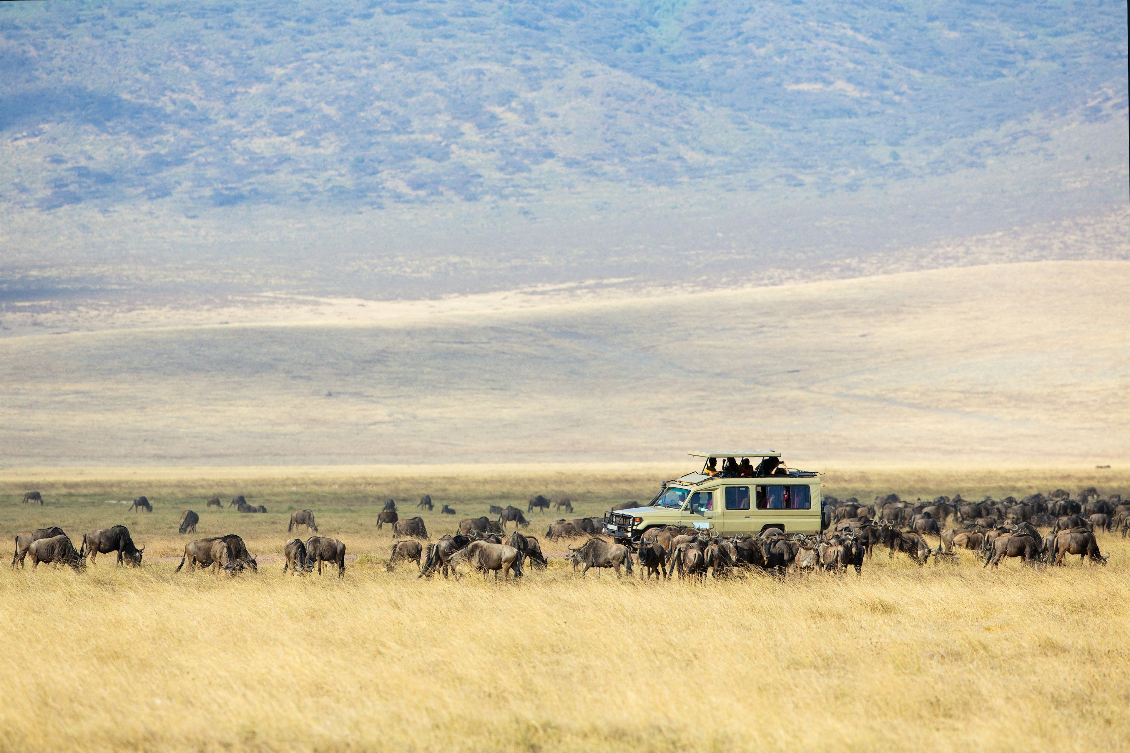 People in a jeep are surrounded by wildebeest in a deep crater.