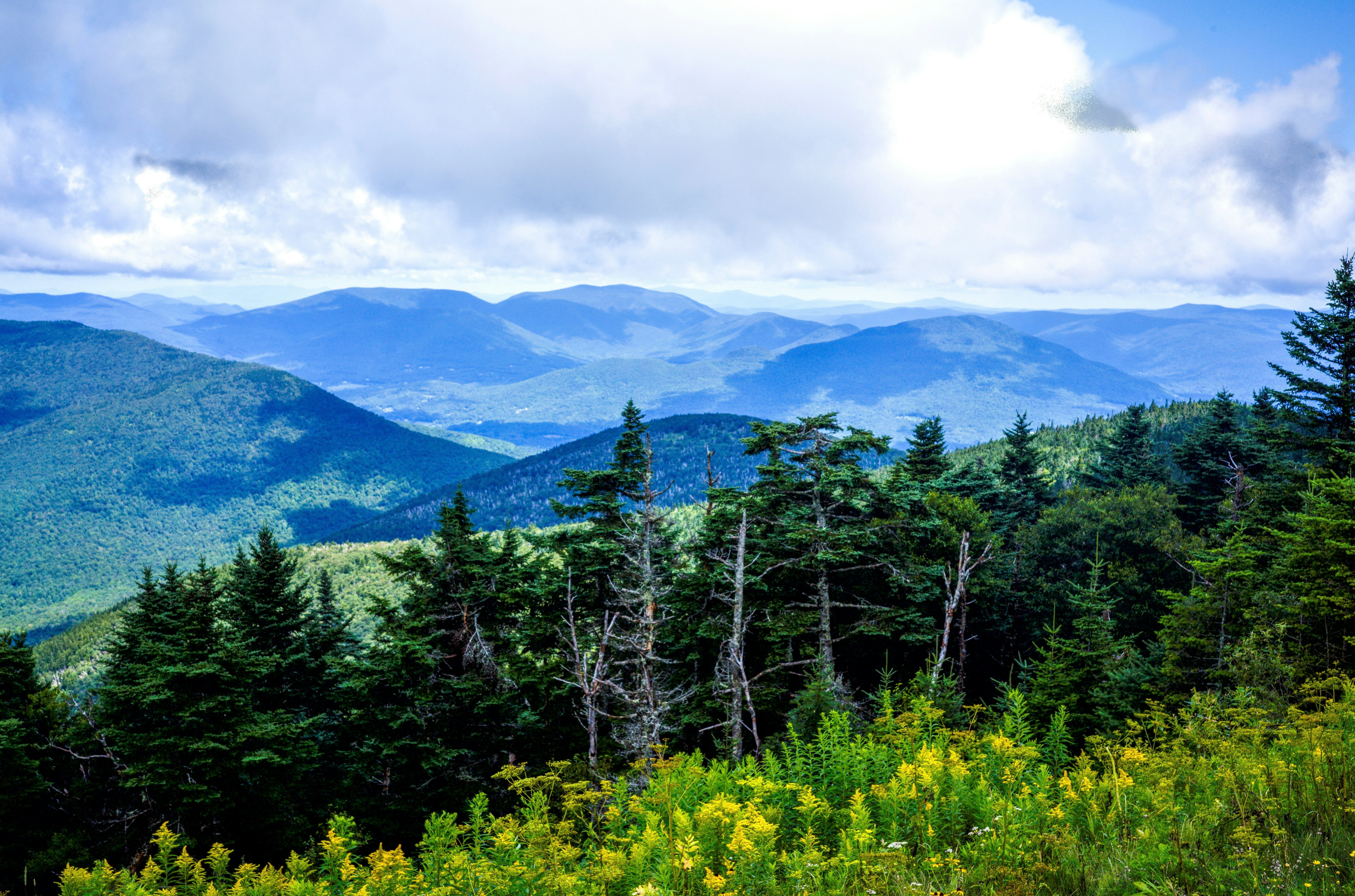 A view of yellow flowers and pine trees on a mountain slope, with sun-dappled ridges of mountains visible in the distance