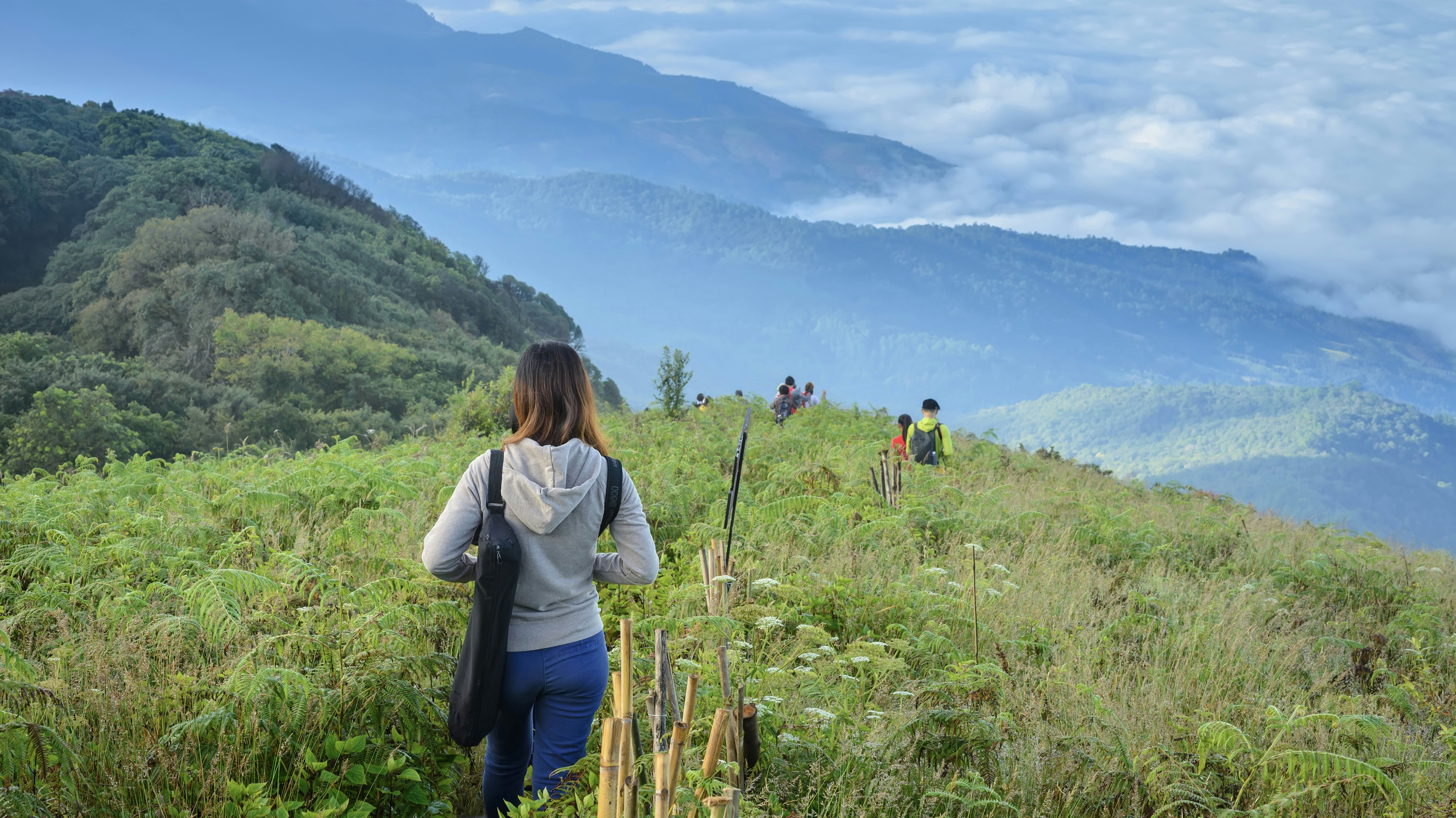 Hikers walk through waist-high grasses in a mountainous landscape in Thailand.