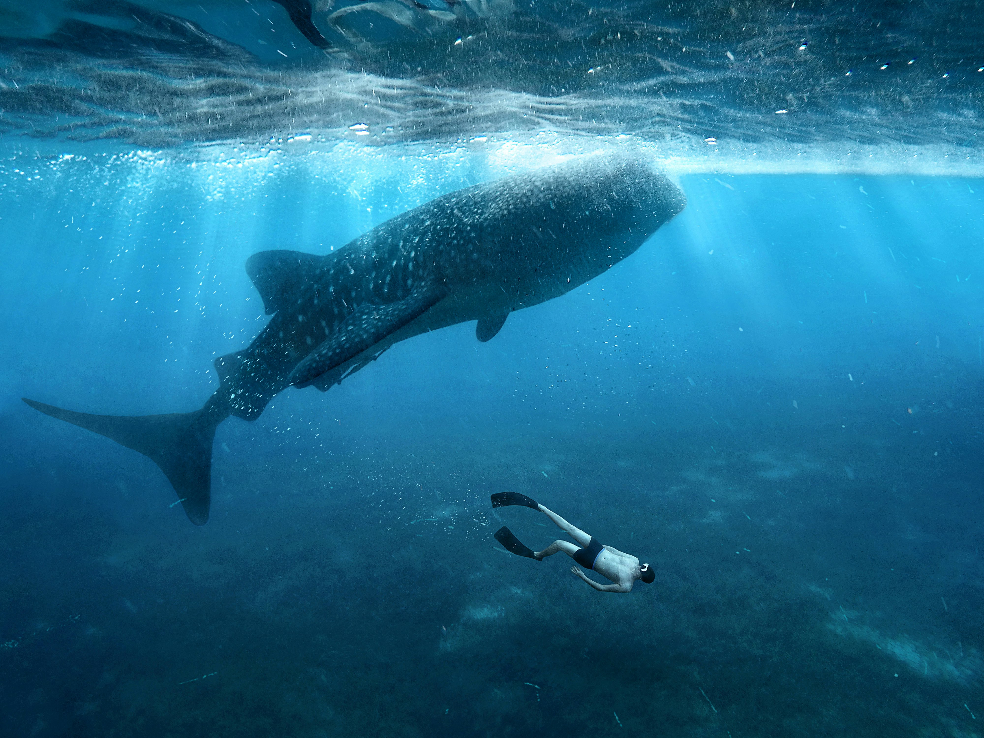 A snorkeler wearing fins dives deep underwater, beneath a giant whale shark