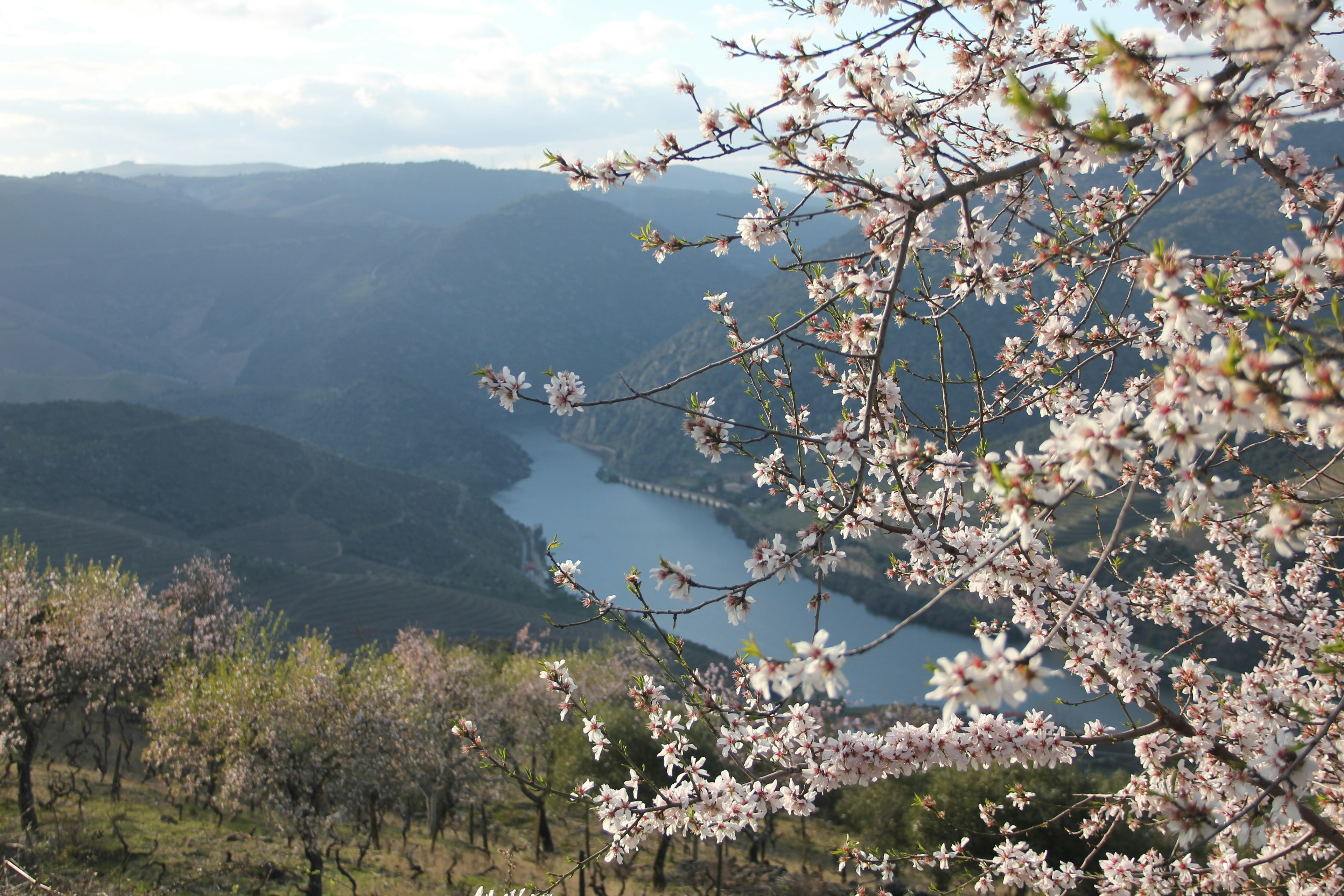 The branches of an almond tree with white blossoms, with a view of a river valley and hills in the distance