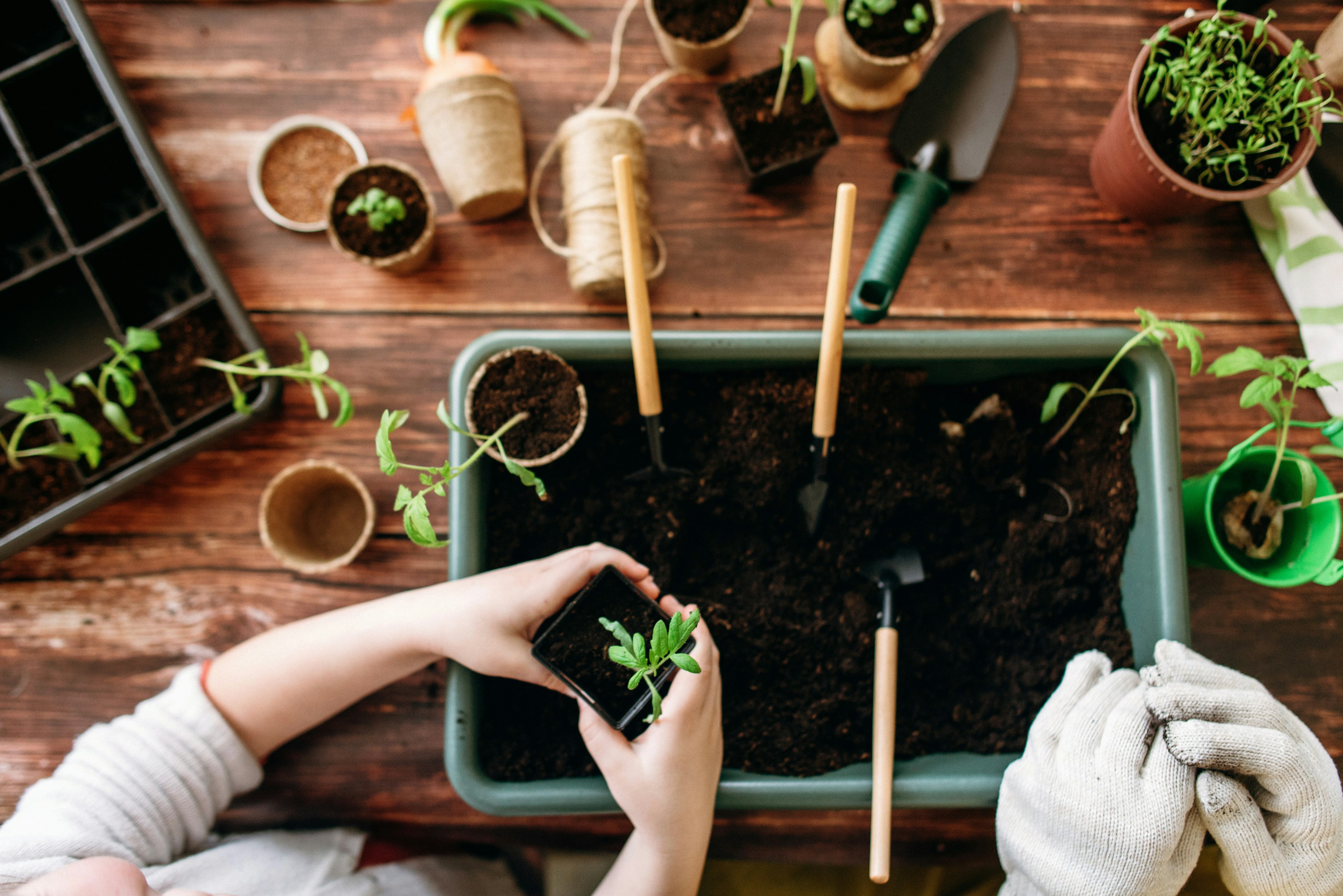 A view looking down on an adult and a child potting cuttings of plants in an indoor setting; there are various gardening tools laid on the table.