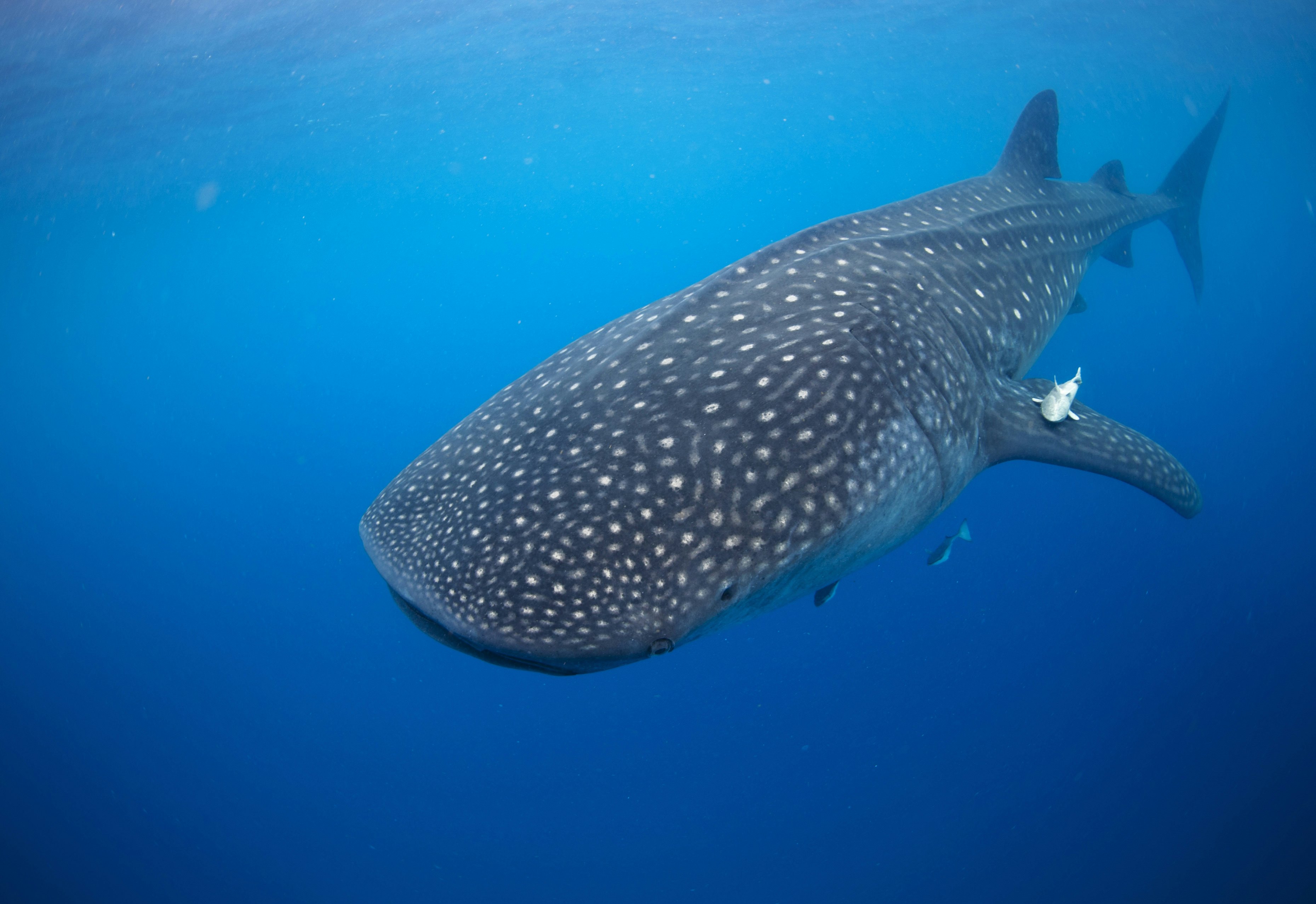 Large Whale shark (Rhincodon typus) glides gracefully underwater as it feeds on plankton off of mexico.