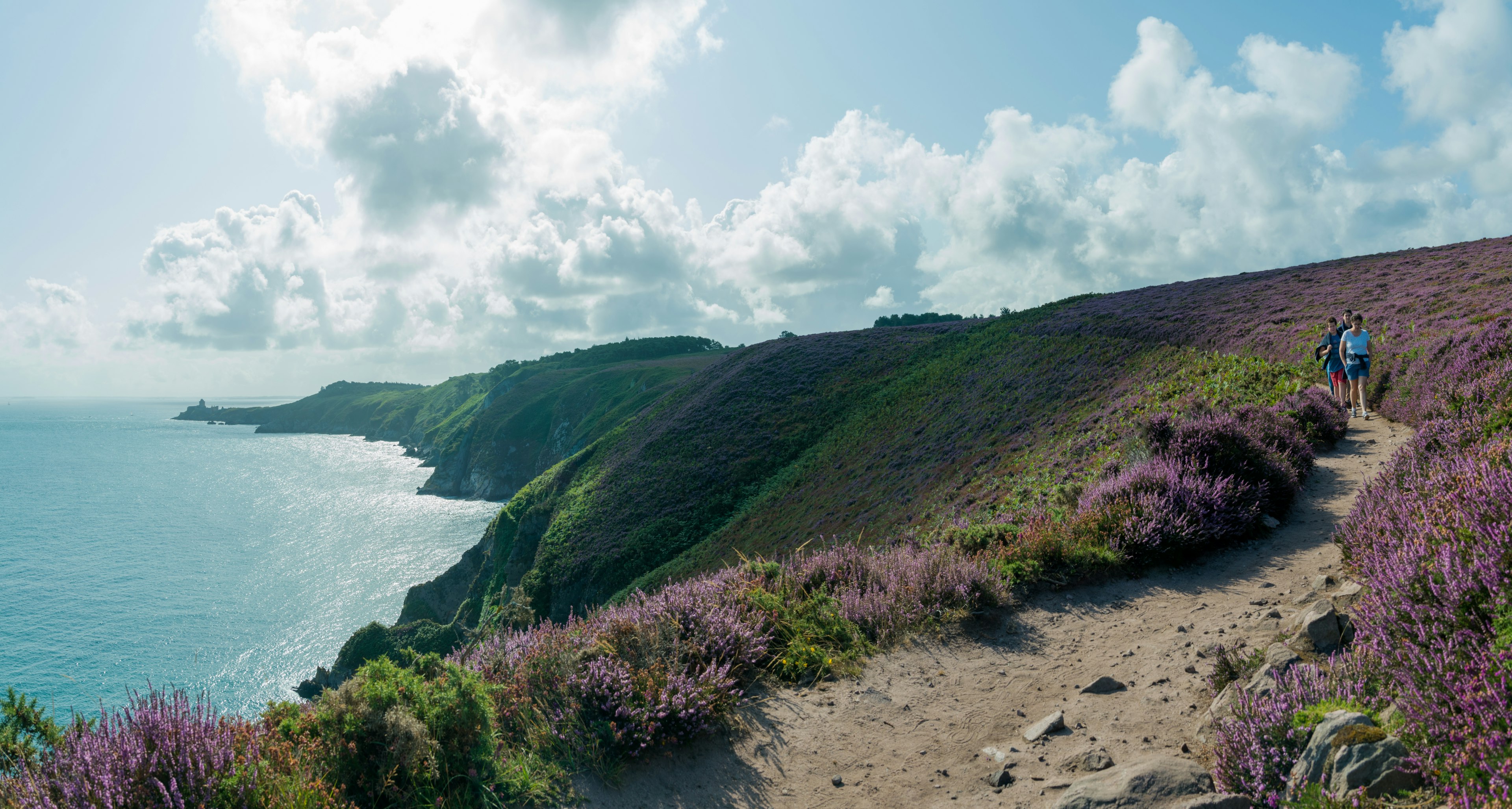 Panorama of a family hiking along a trail through purple heath meadows on the Atlantic Coast.