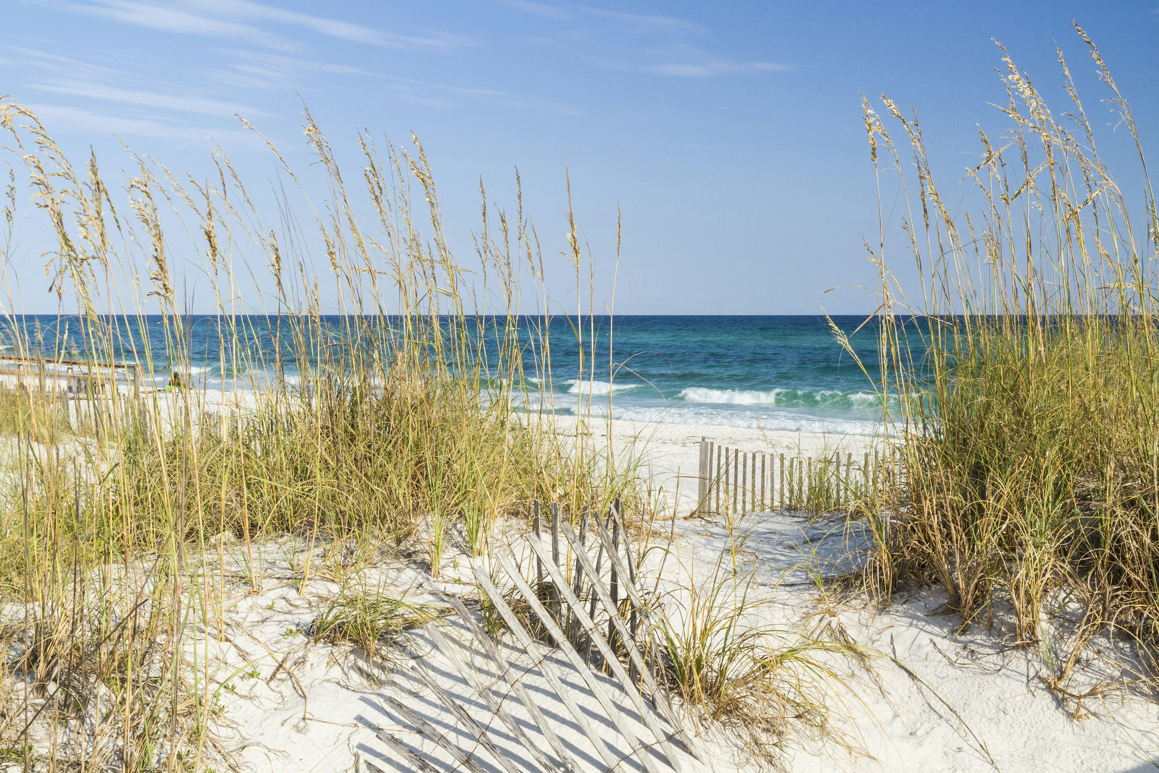 Sea oats wave in the breeze on the sand dunes along the top of an empty beach