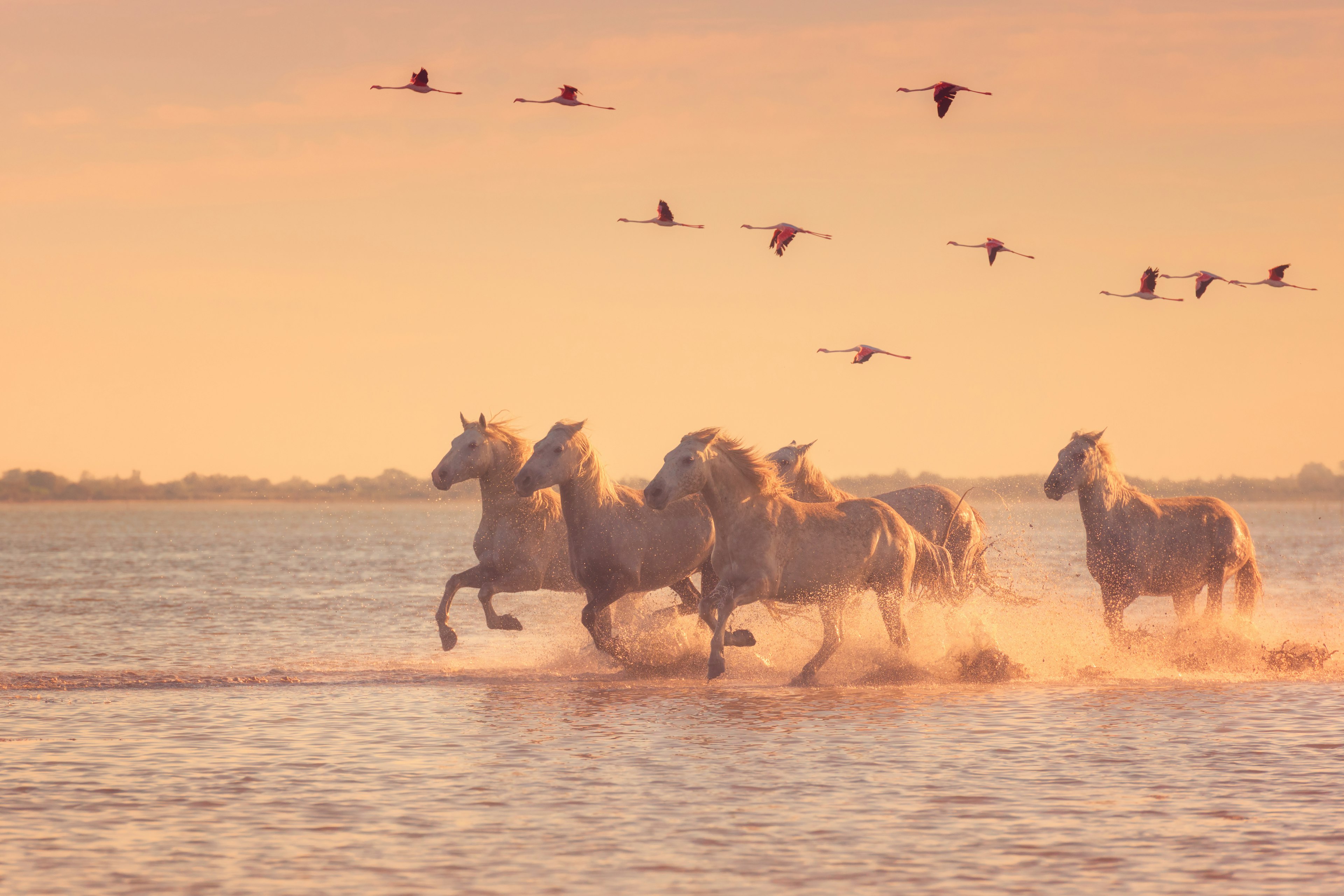 Beautiful white horses running on the water against the background of flying flamingos at soft sunset light.