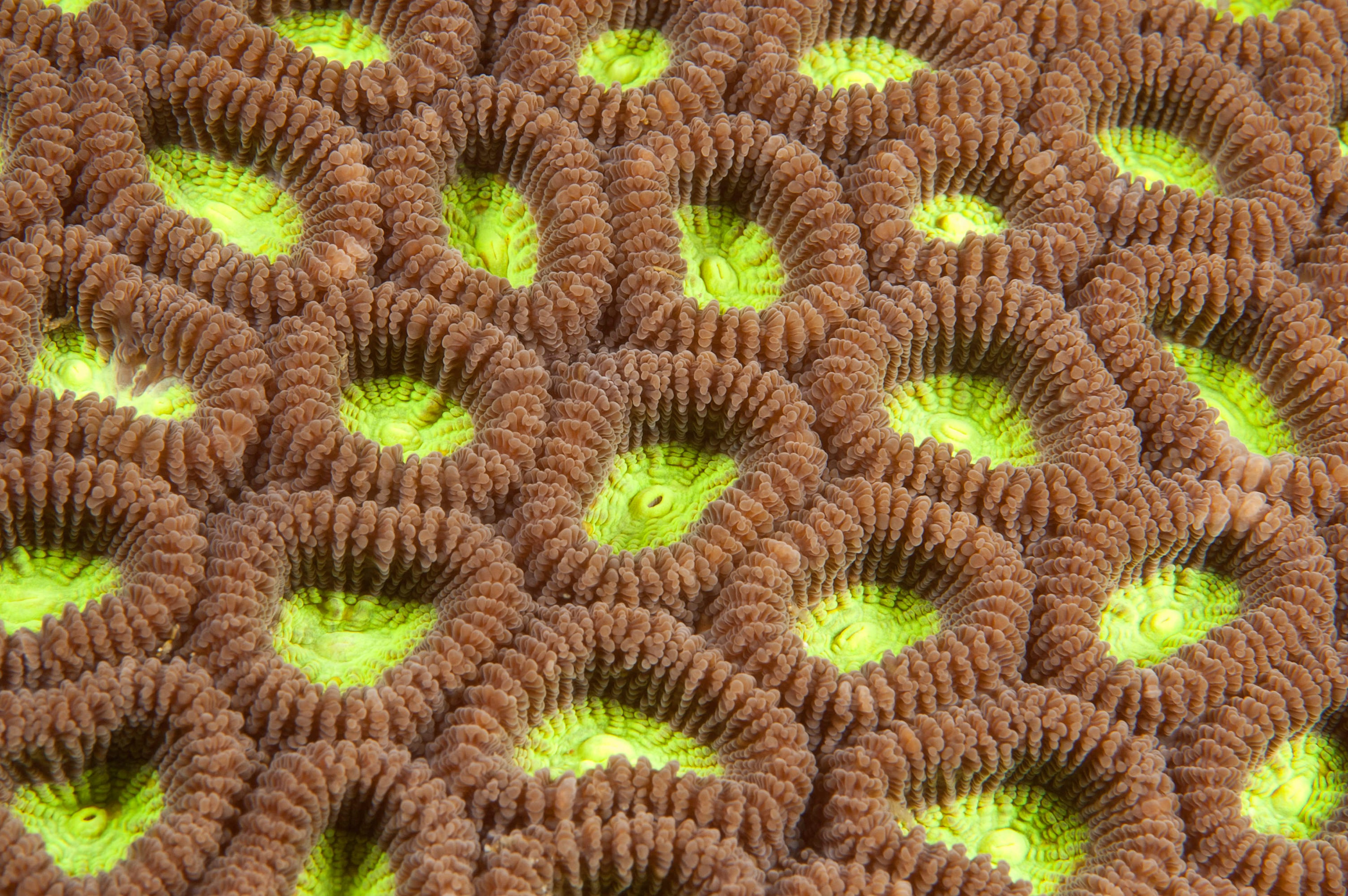 Hard coral texture.