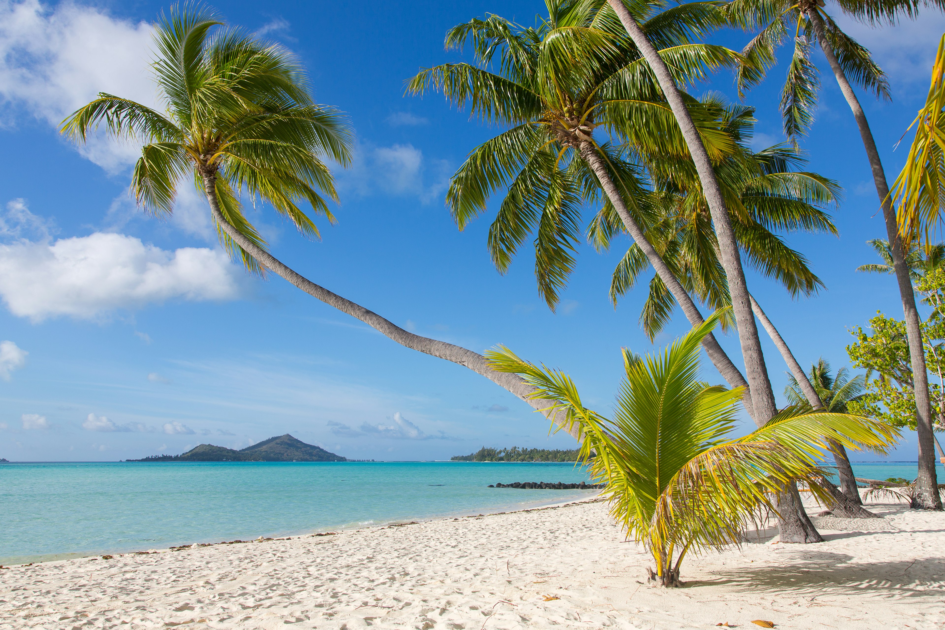 A white sand beach under palm trees on Bora Bora, French Polynesia.