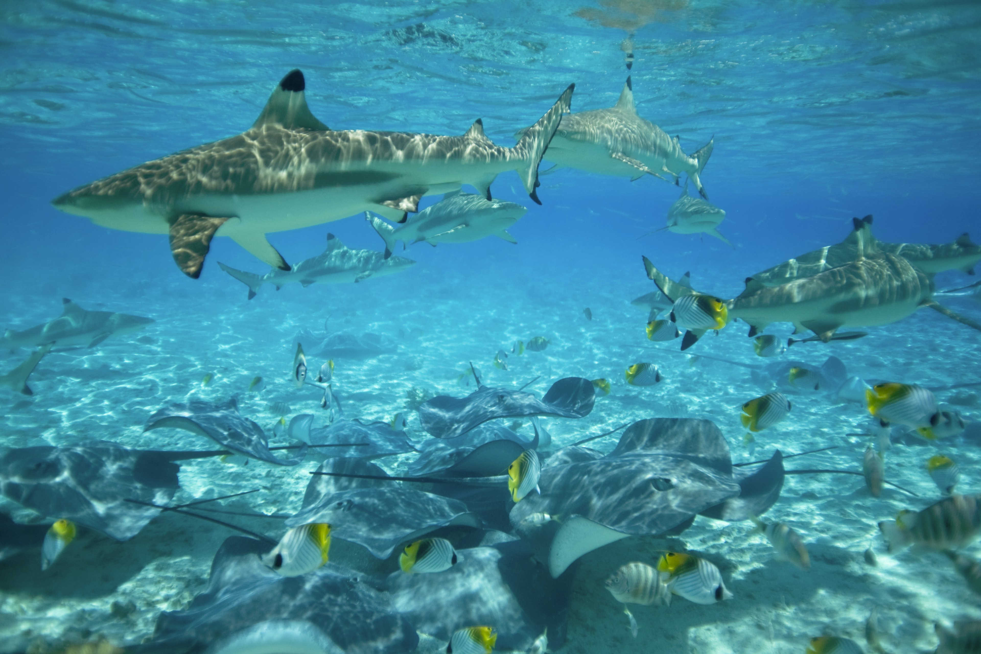 Black, yellow and white tropical fish swim around rays at the bottom of the sandy ocean, with black tip reef sharks swimming above