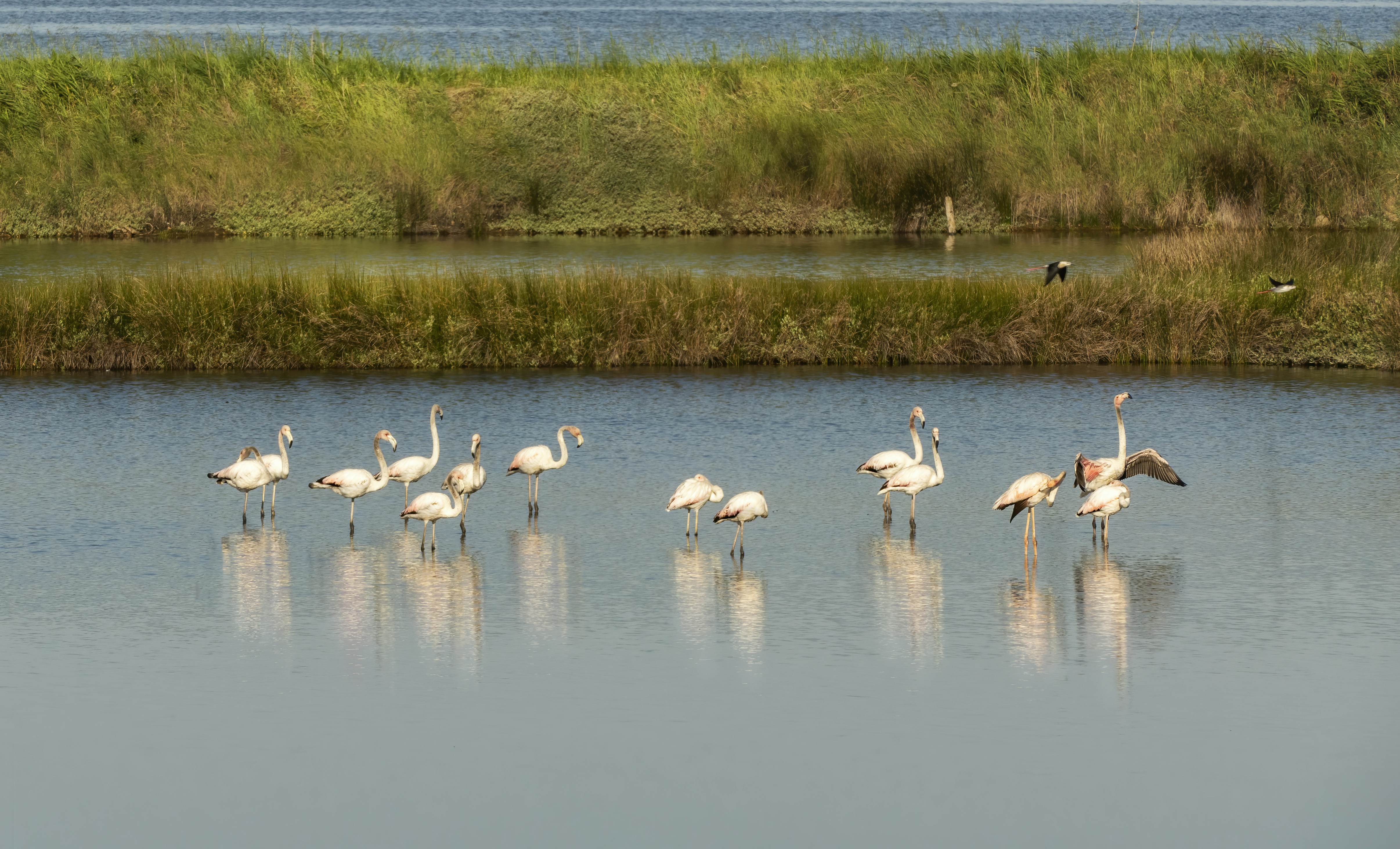 A group of pink flamingos stand in a lagoon surrounded by grassland as other birds fly by