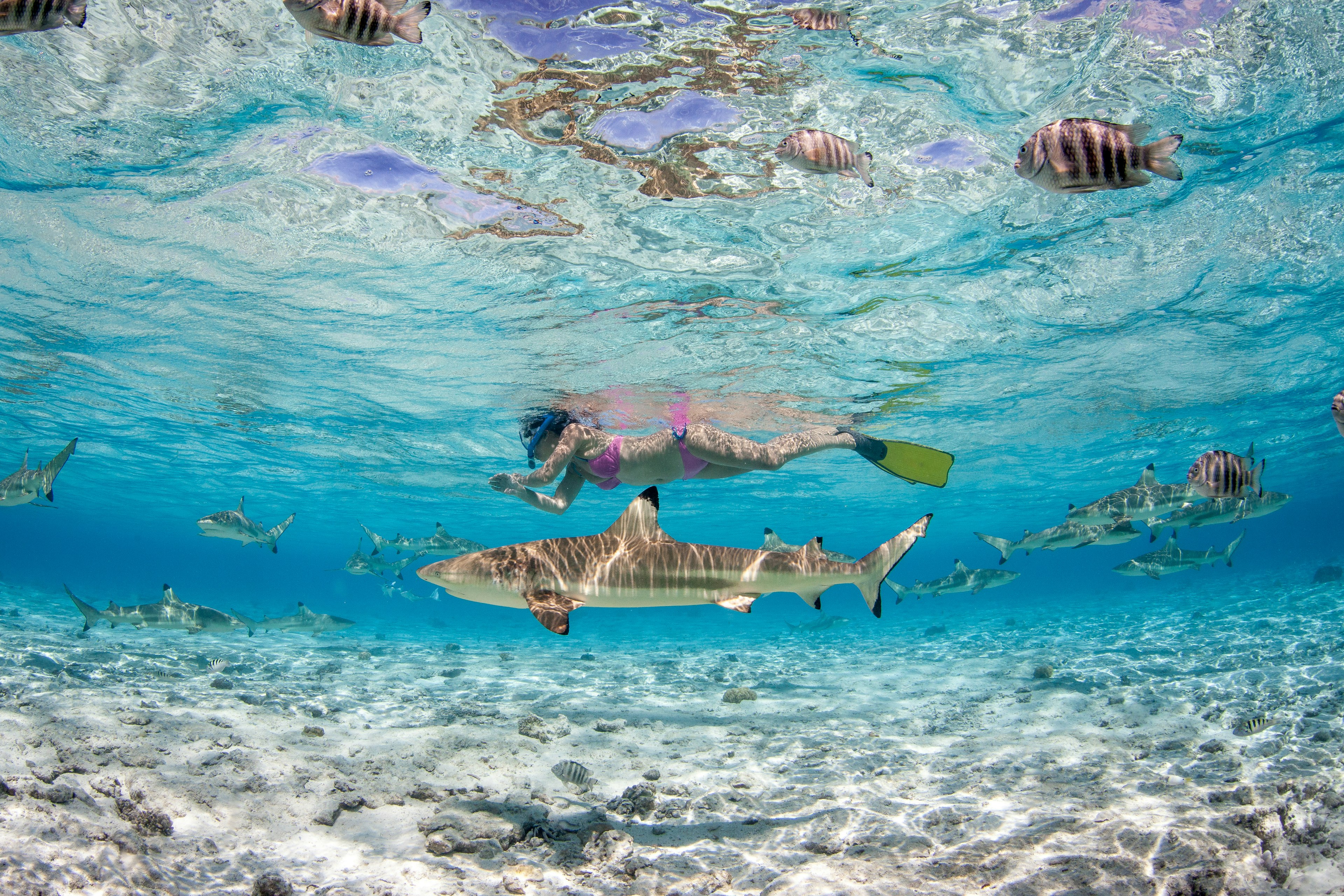 A female snorkeler in a pink bikini swims above blacktip sharks in a tropical sea