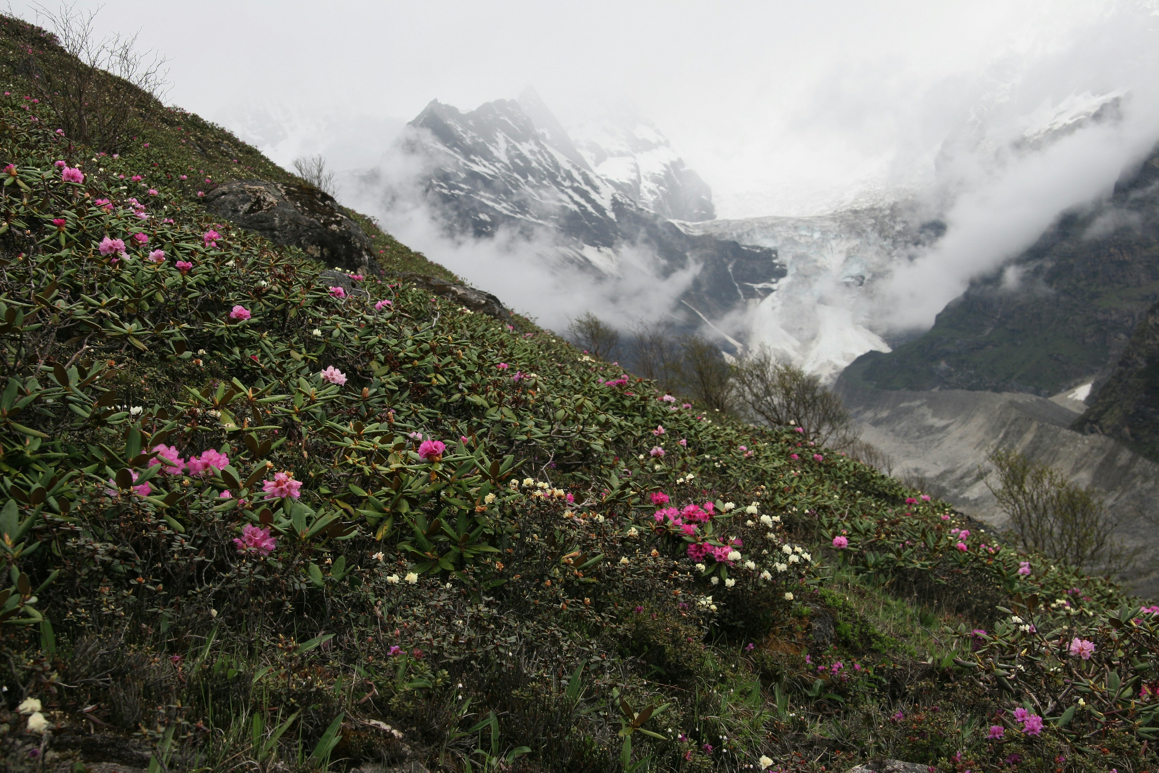 Wild rhododendrons in bloom above the tree line on a mountain slope. Snowcapped peaks are visible in background, shrouded by mist.