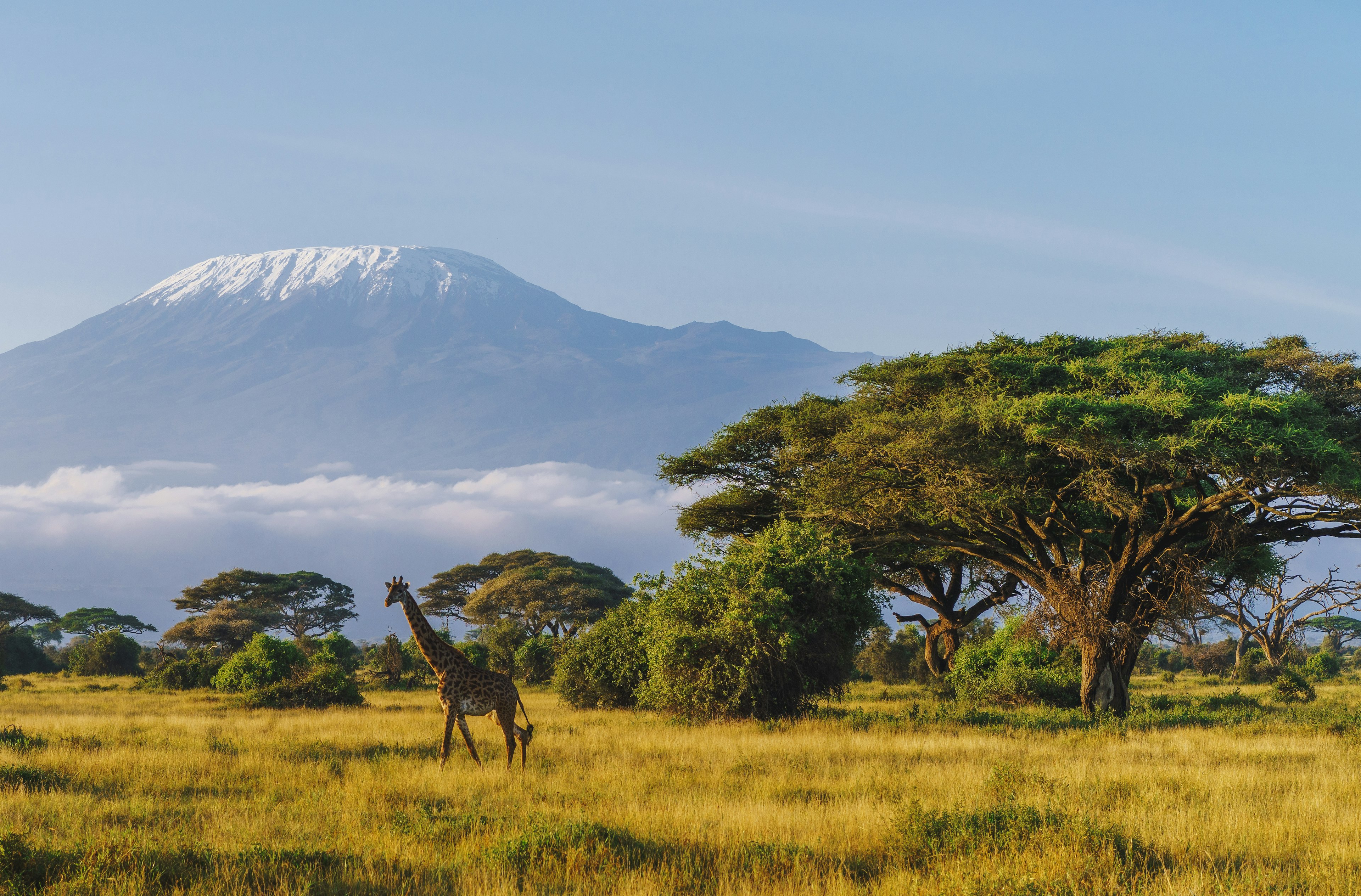 A Masai giraffe in front of Kilimanjaro mountain in Amboseli National Park, Kenya