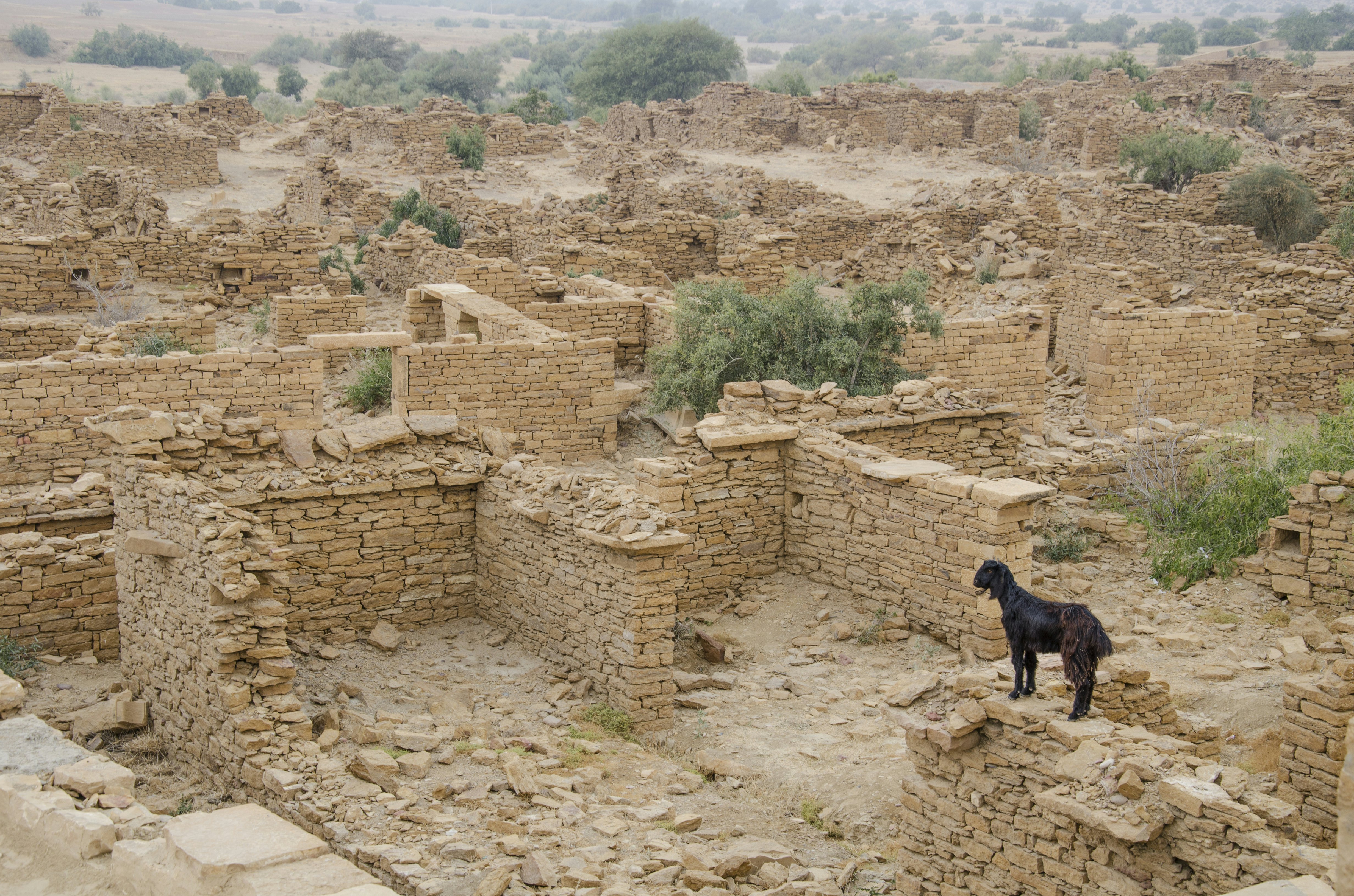 A goat perches on a deteriorating stone wall overlooking ruins of a former village