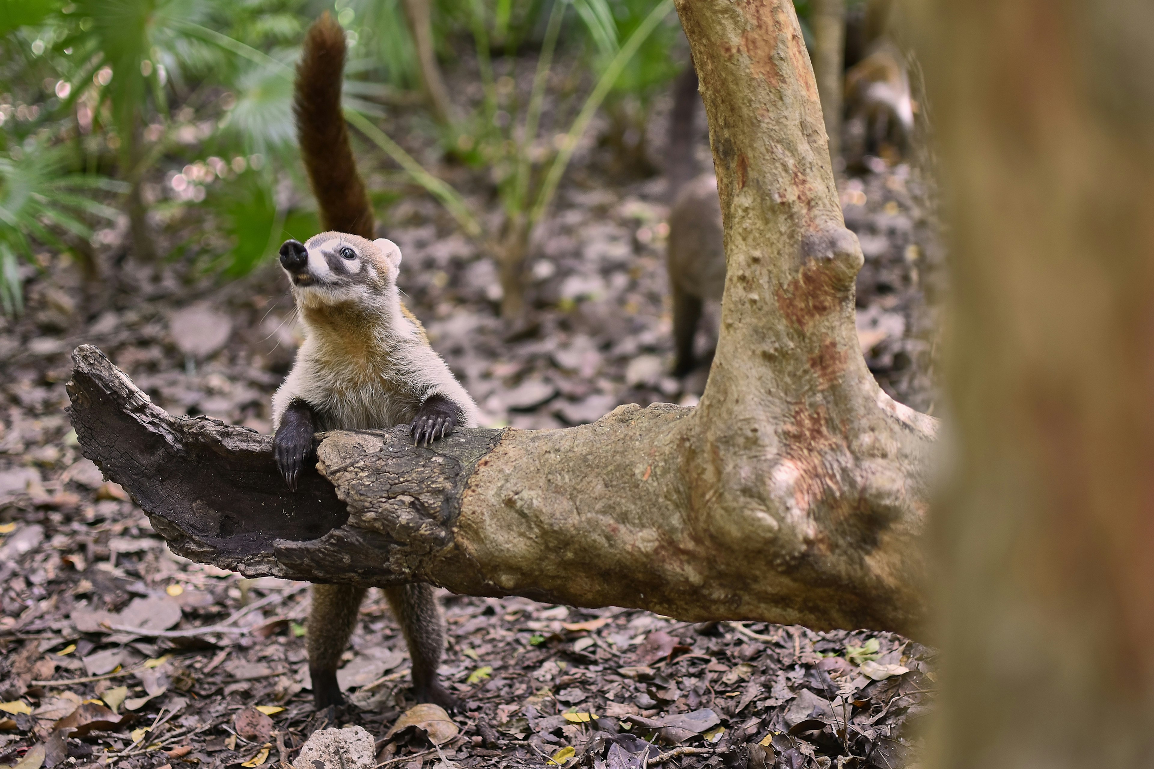 An inquisitive coati in the jungle in Yucatan, Mexico.