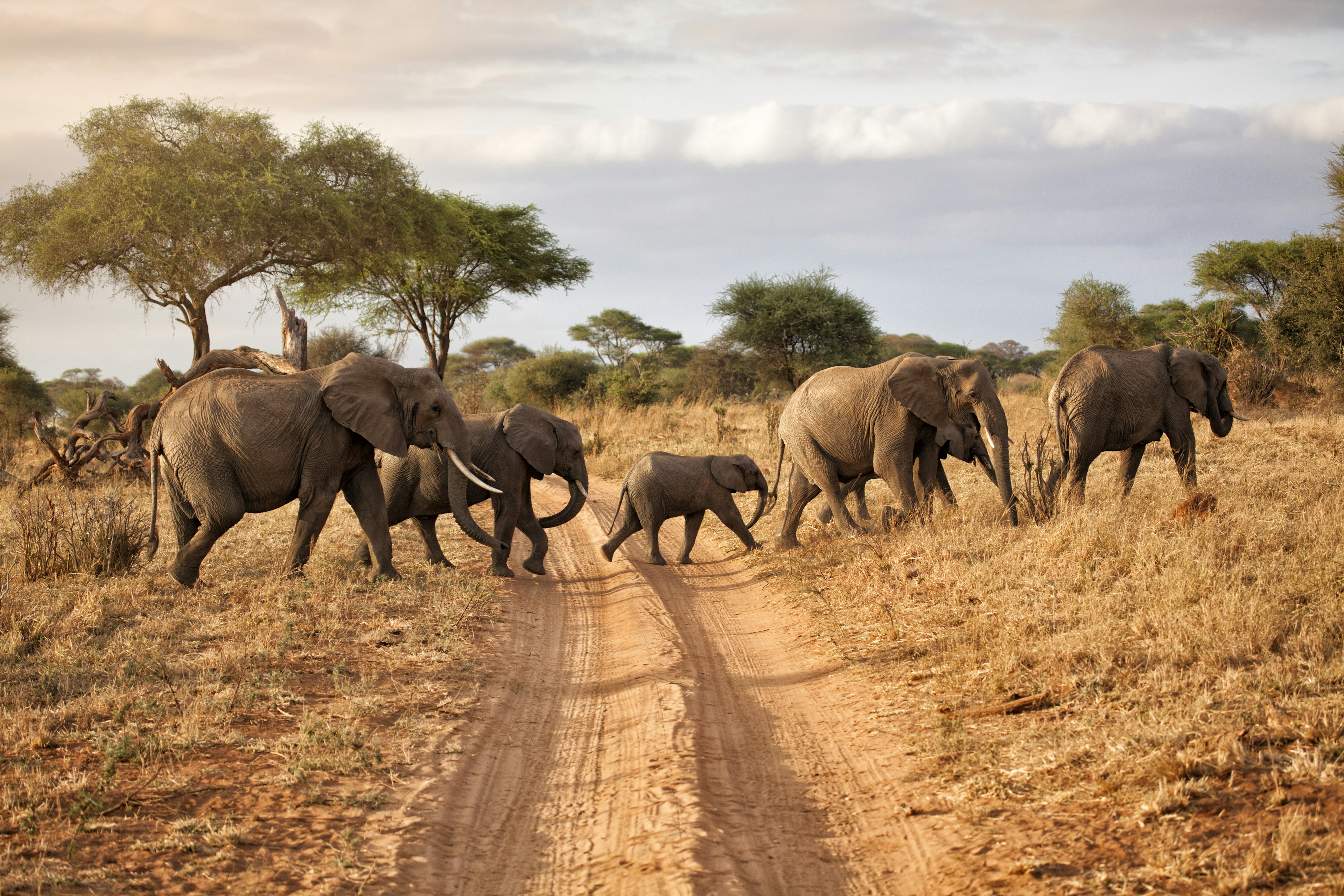 A family of six elephants crosses a dusty track in a national park