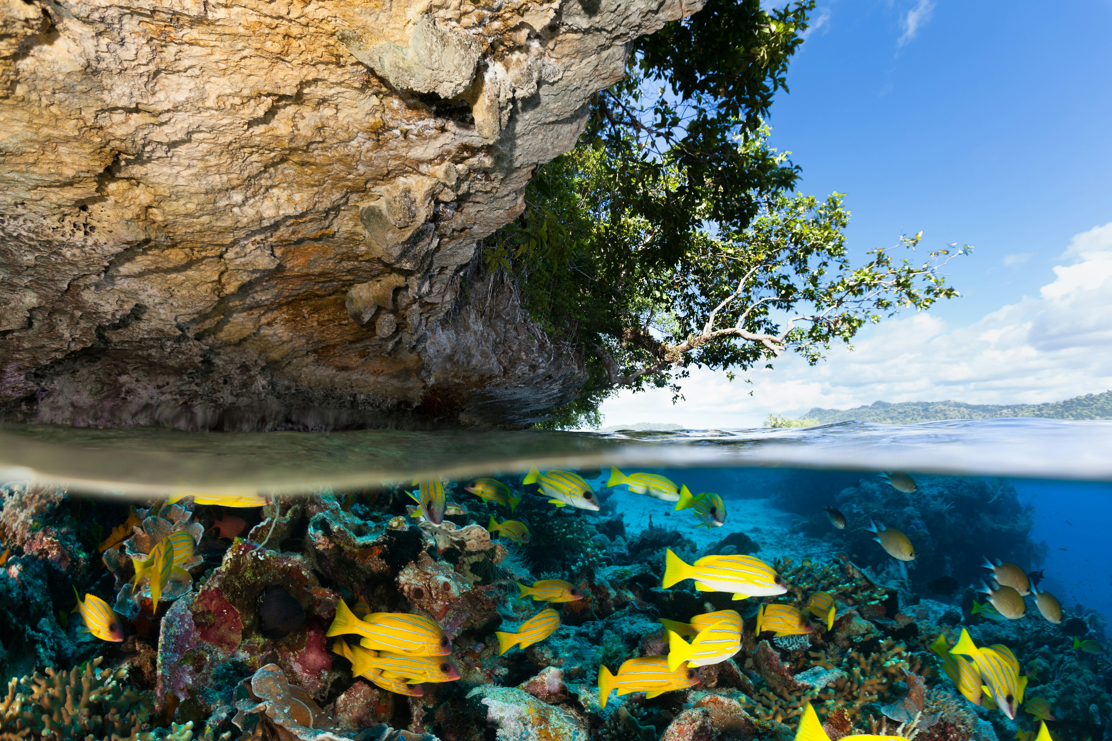 A surface-level view of fish in the waters around Papua New Guinea.