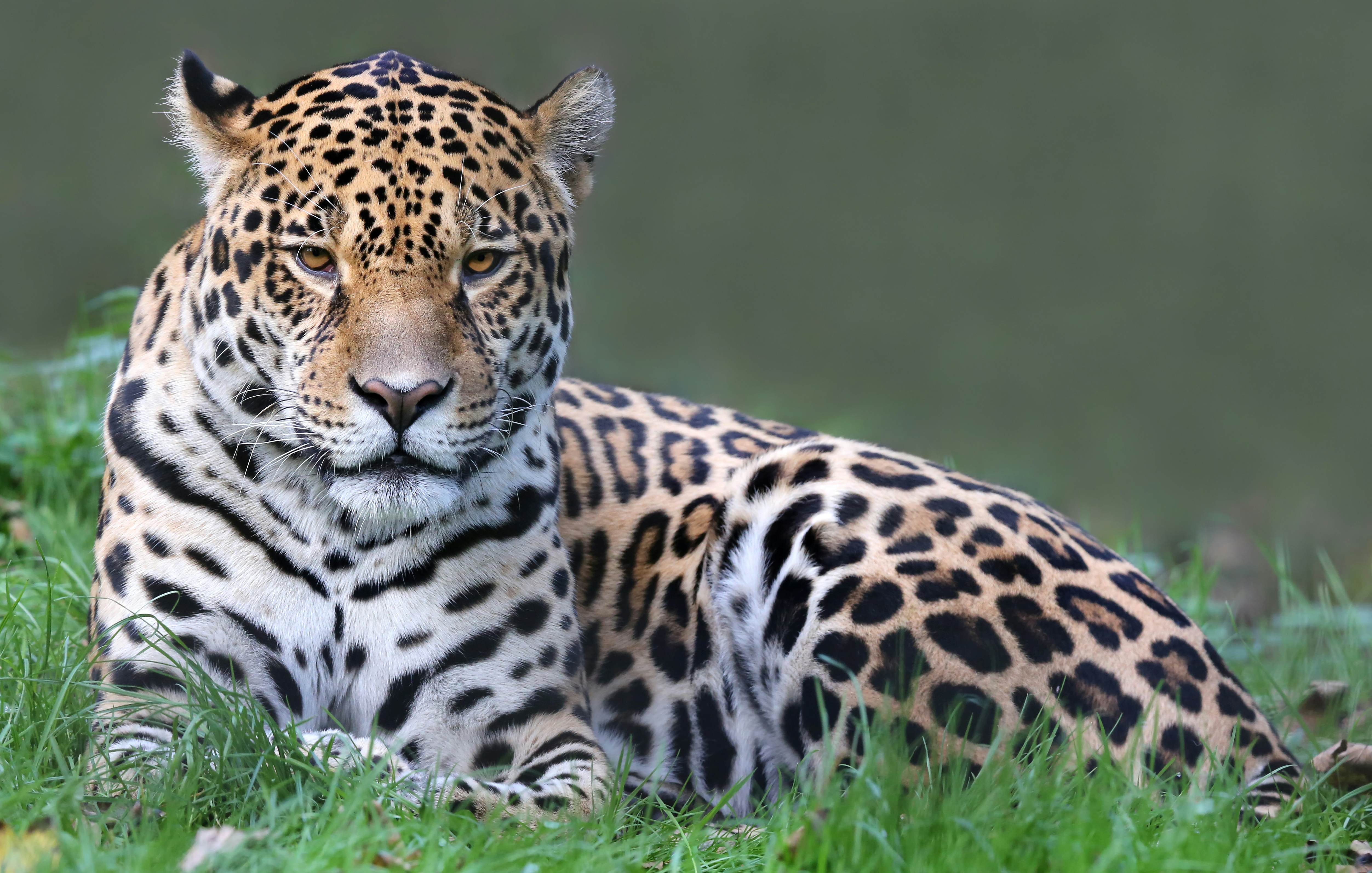 A jaguar resting in Pantanal Matogrossense National Park, Brazil.